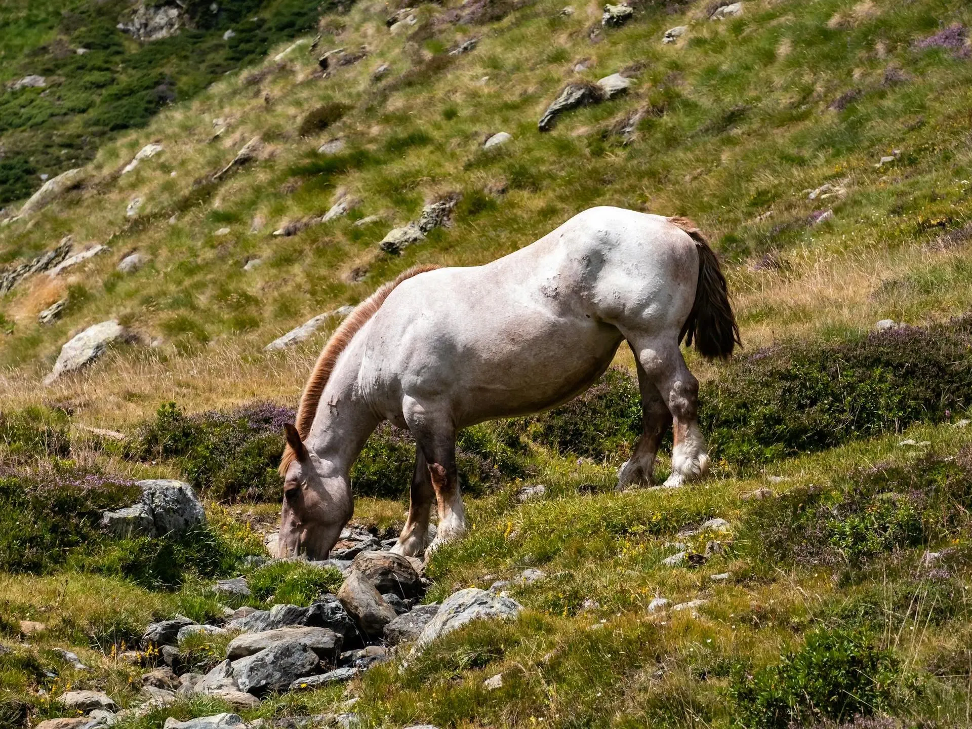 Strawberry roan Horse