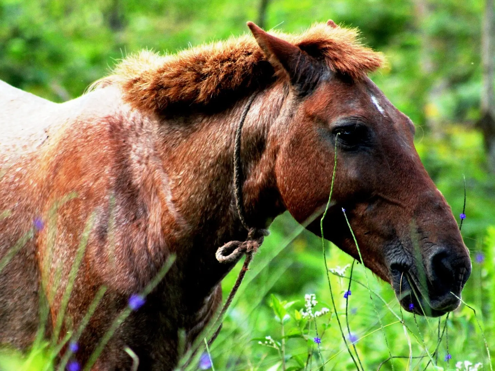 Strawberry roan horse