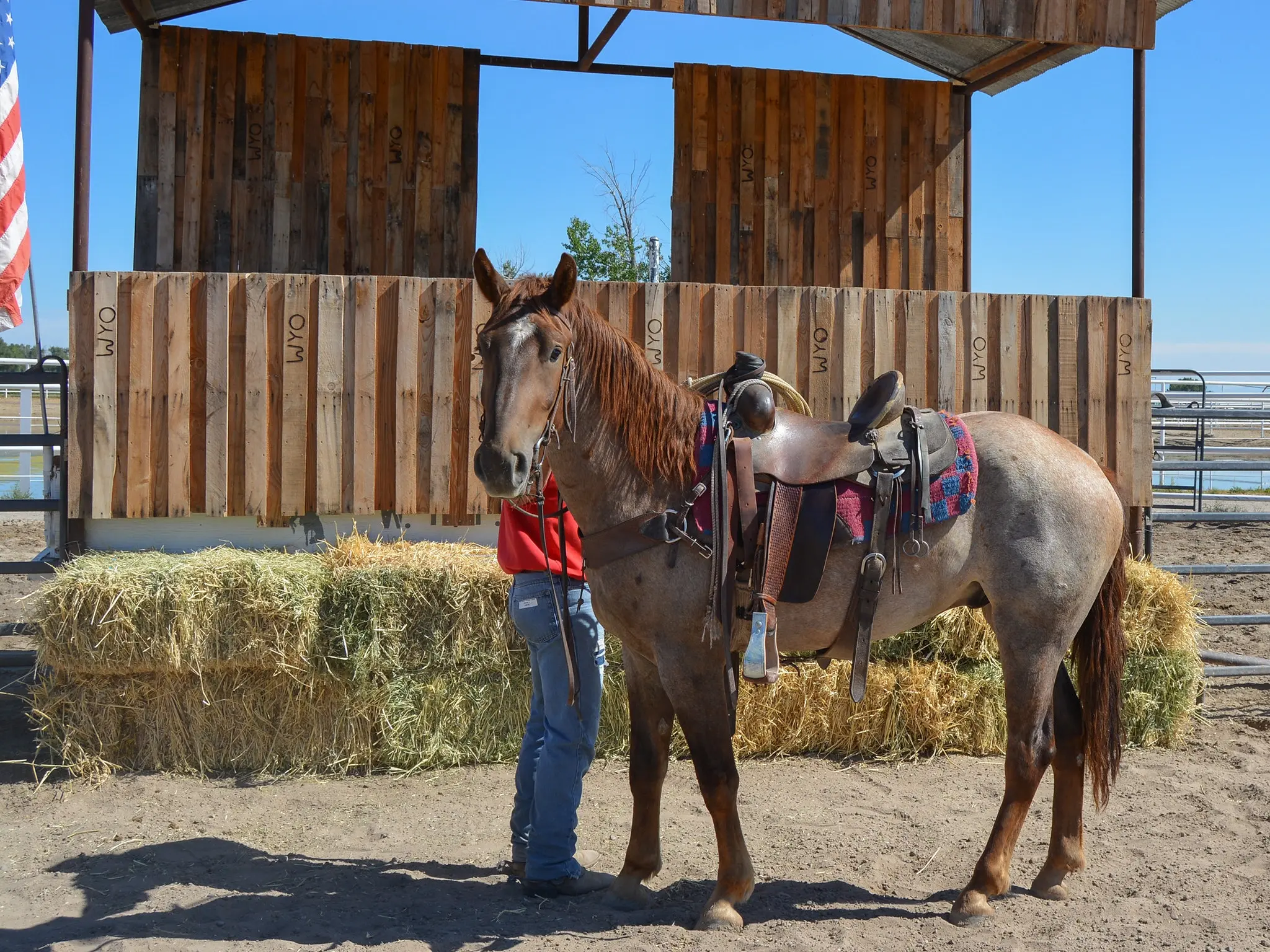 Strawberry roan horse