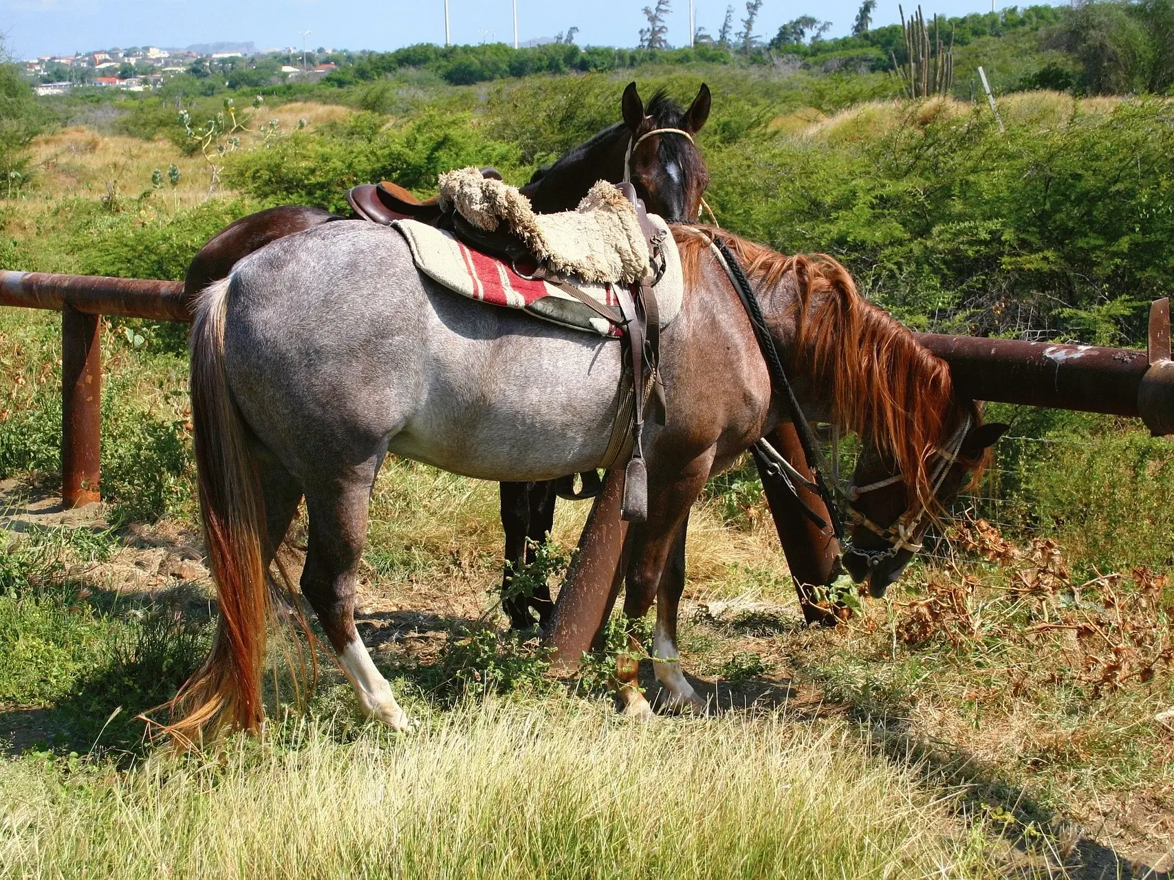 Strawberry roan horse