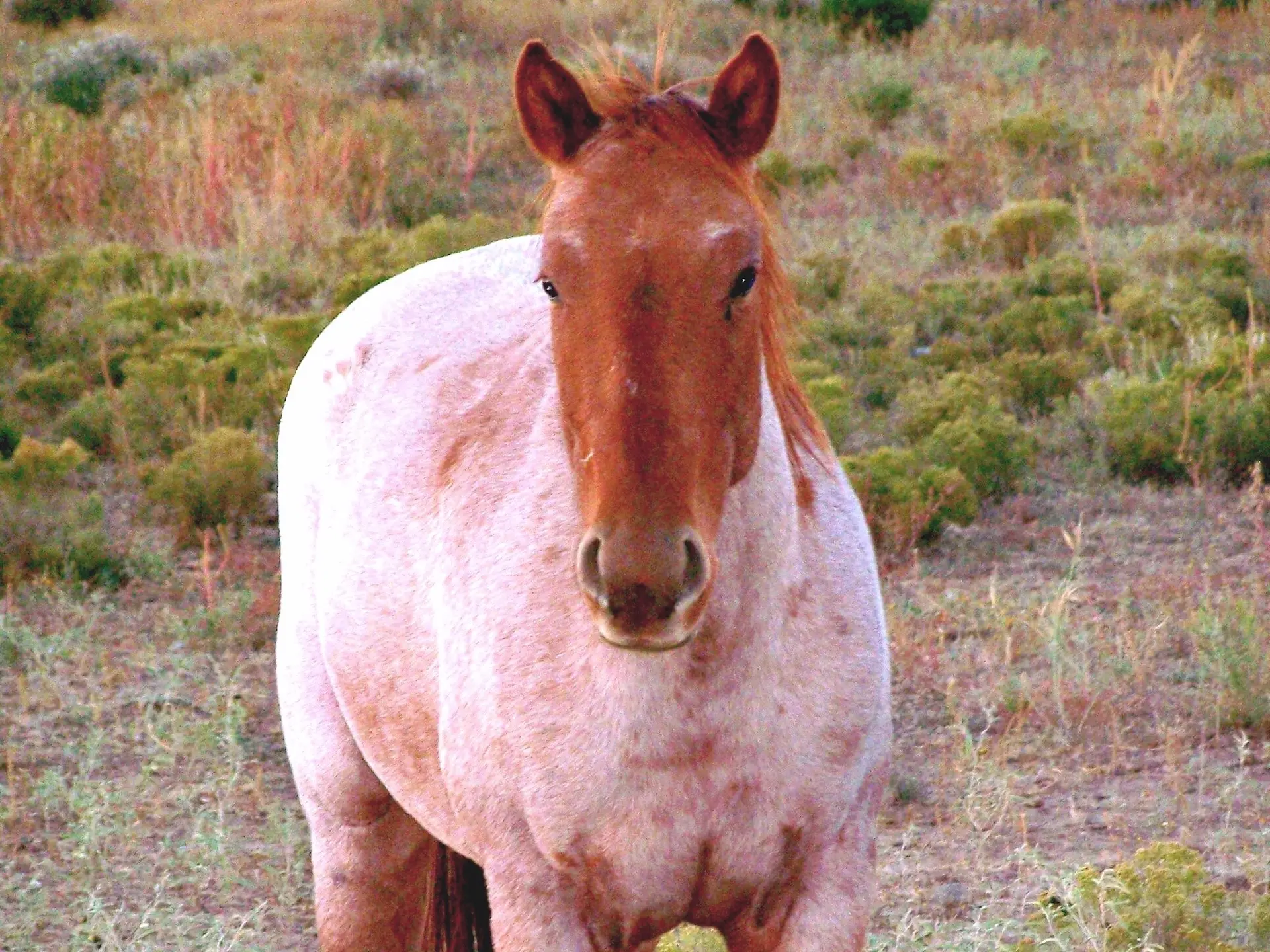 Strawberry roan horse