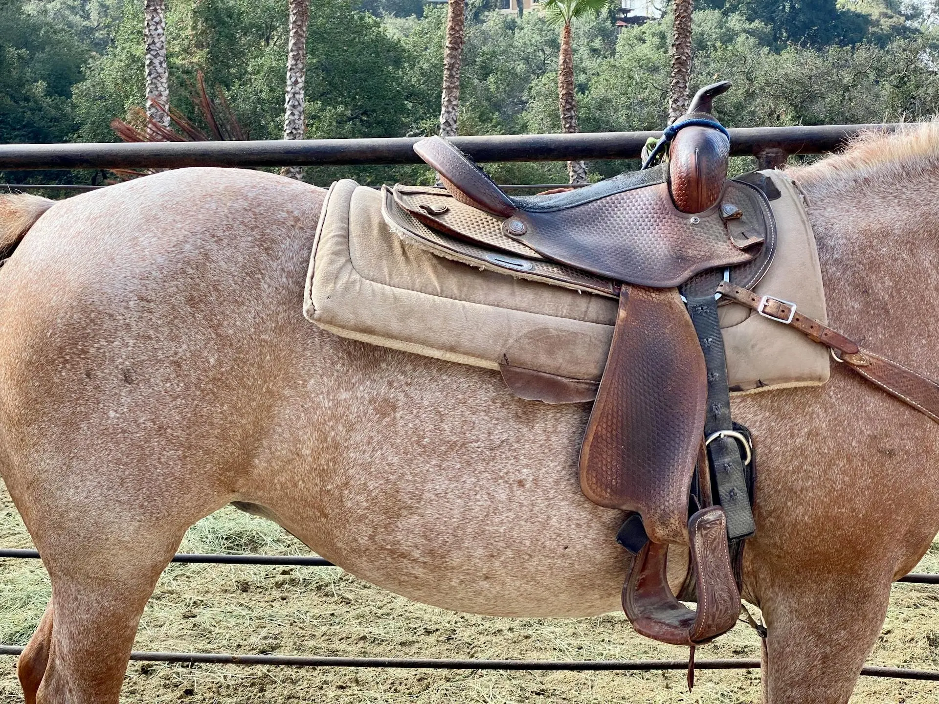 Strawberry roan horse