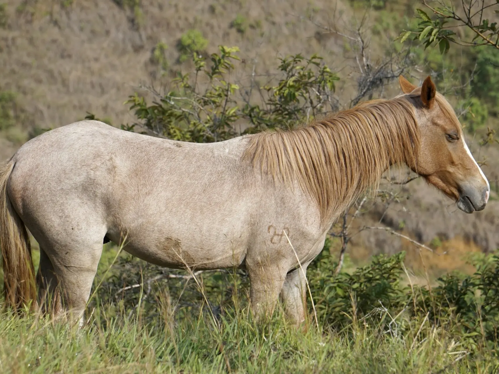 Strawberry roan horse