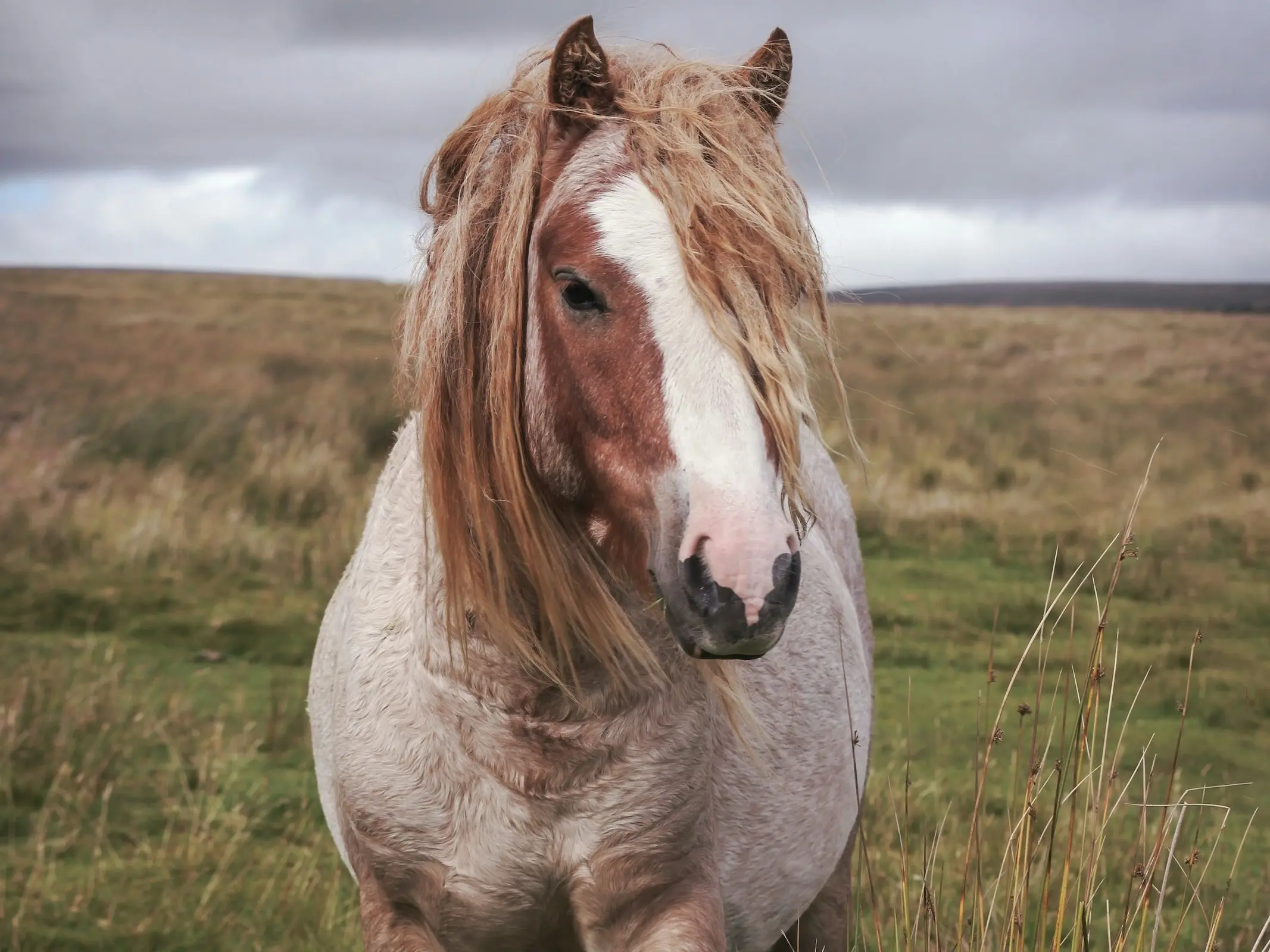 Strawberry roan horse