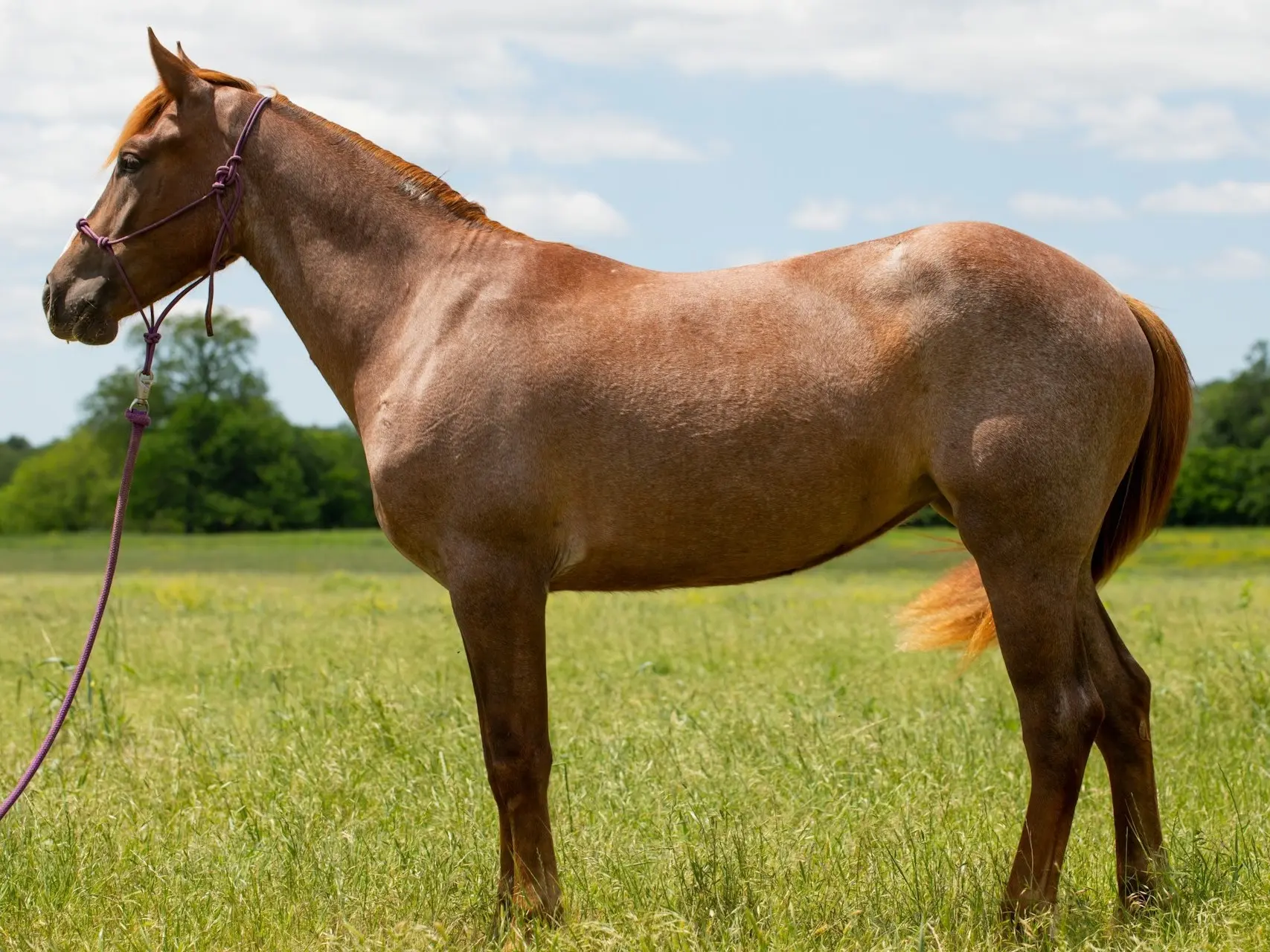 Strawberry roan horse