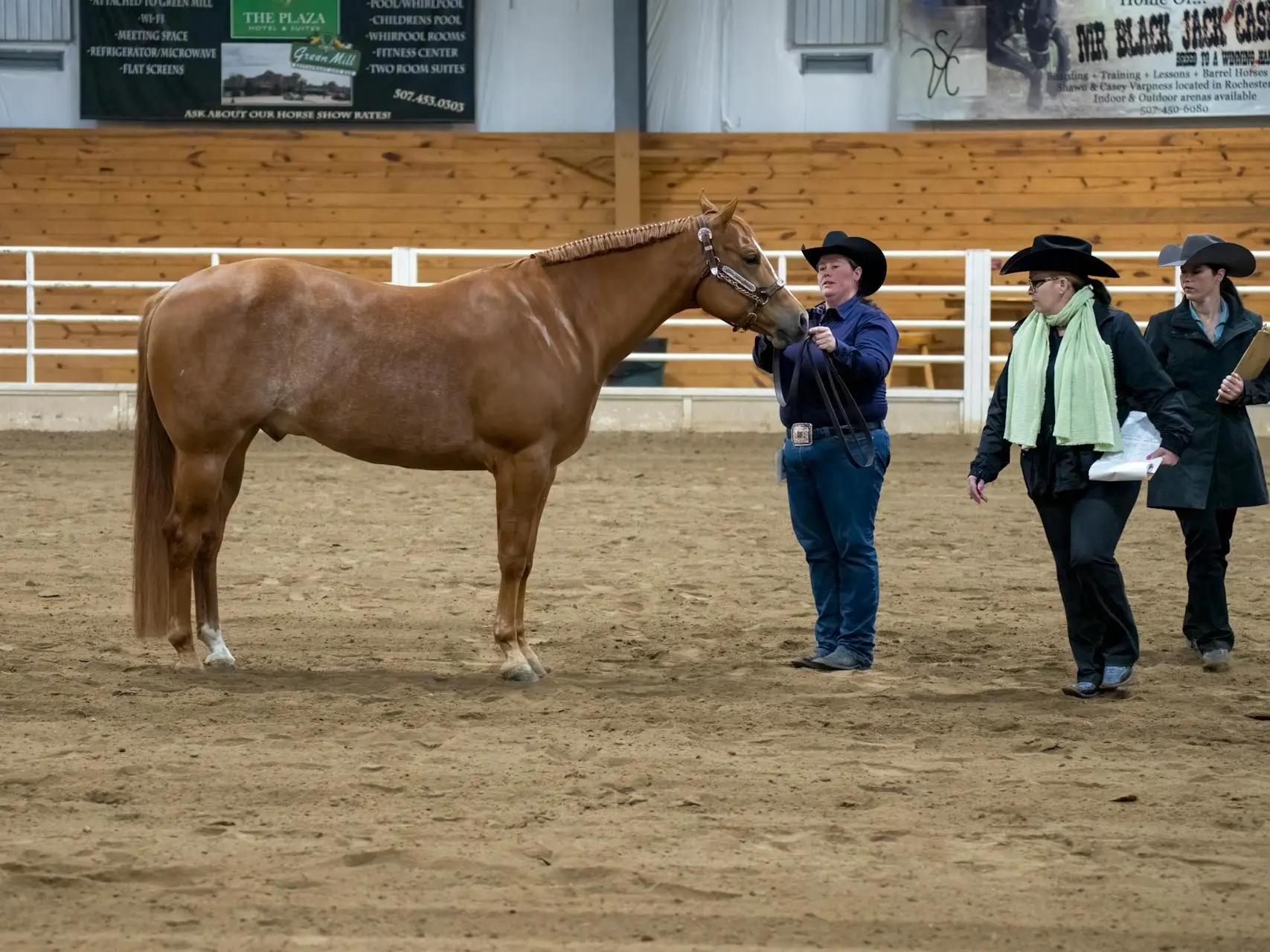 Strawberry roan horse