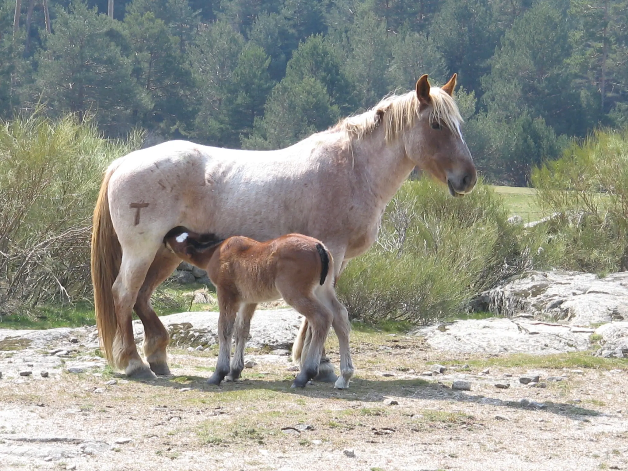 Strawberry roan horse