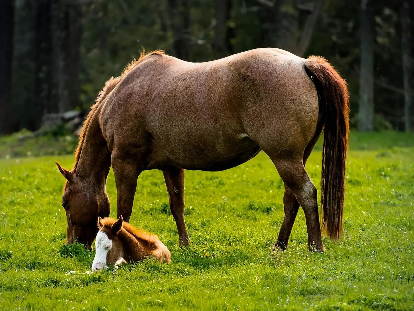 Strawberry roan horse