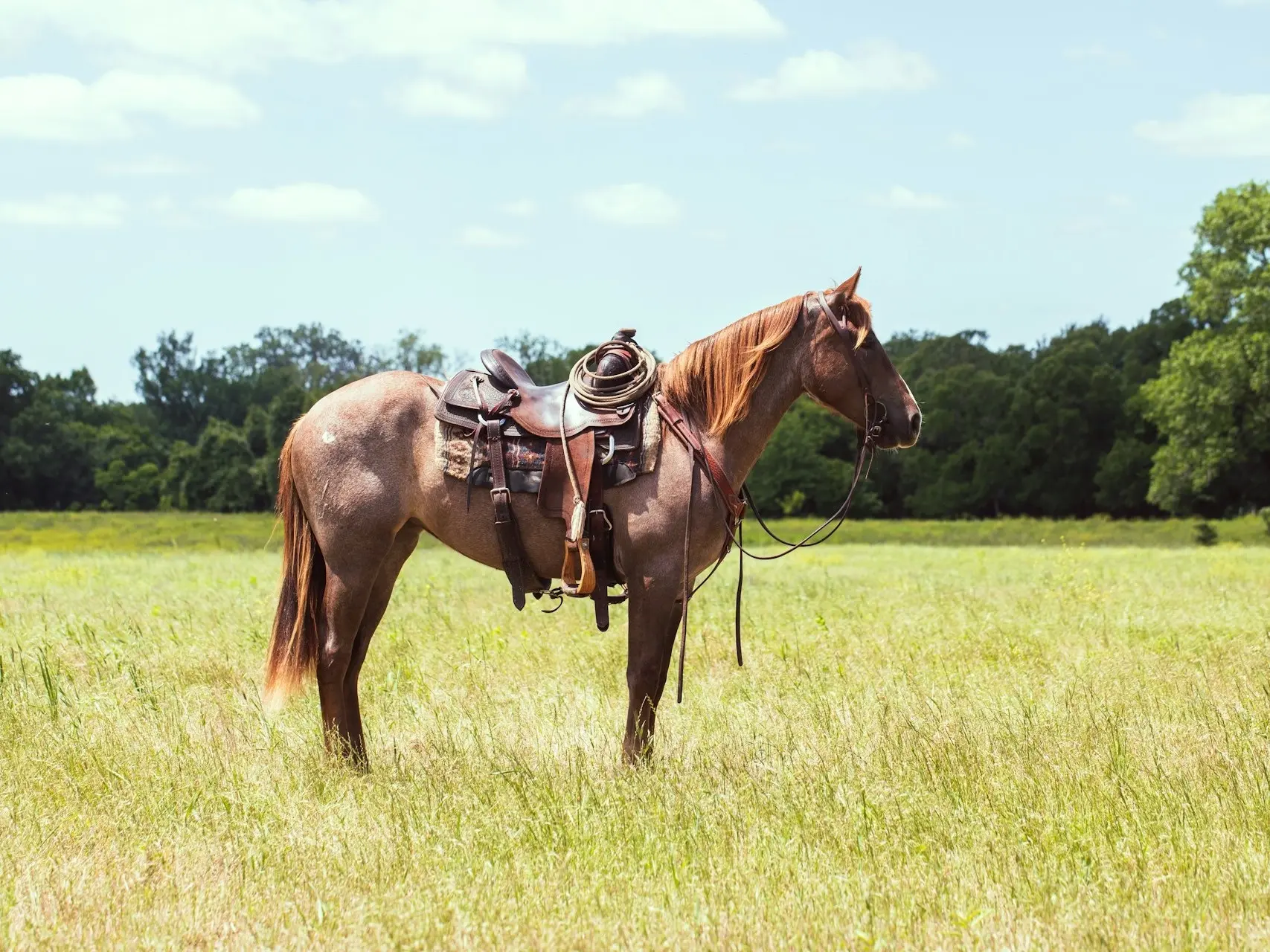 Strawberry roan horse