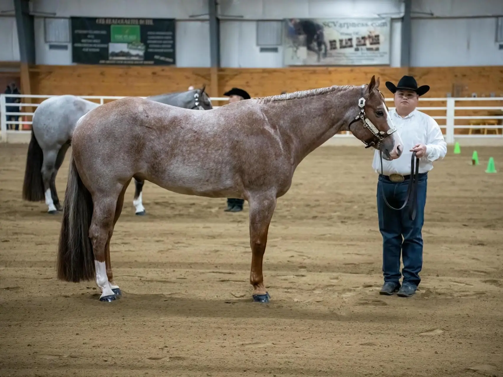 Quarter Horse halter type