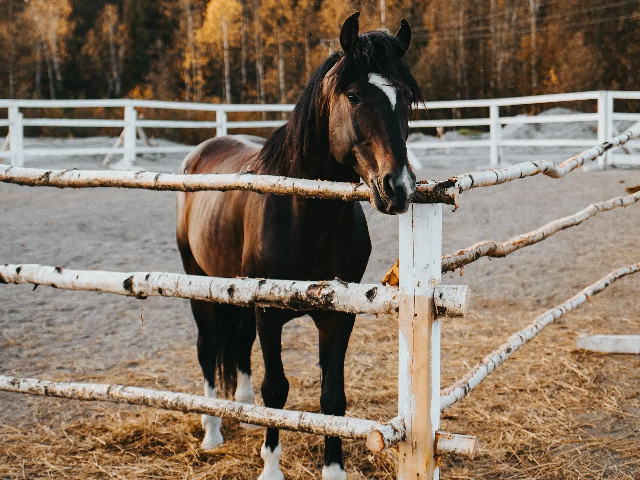 Strelets Horse