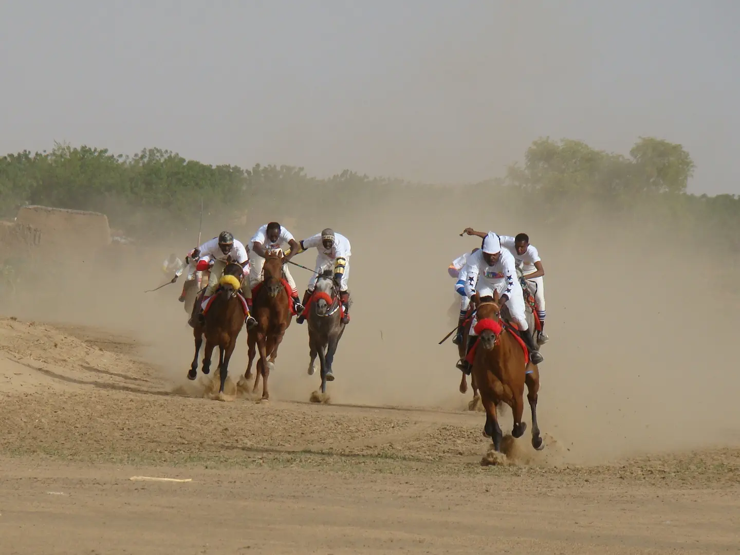 Sudan Country-Bred