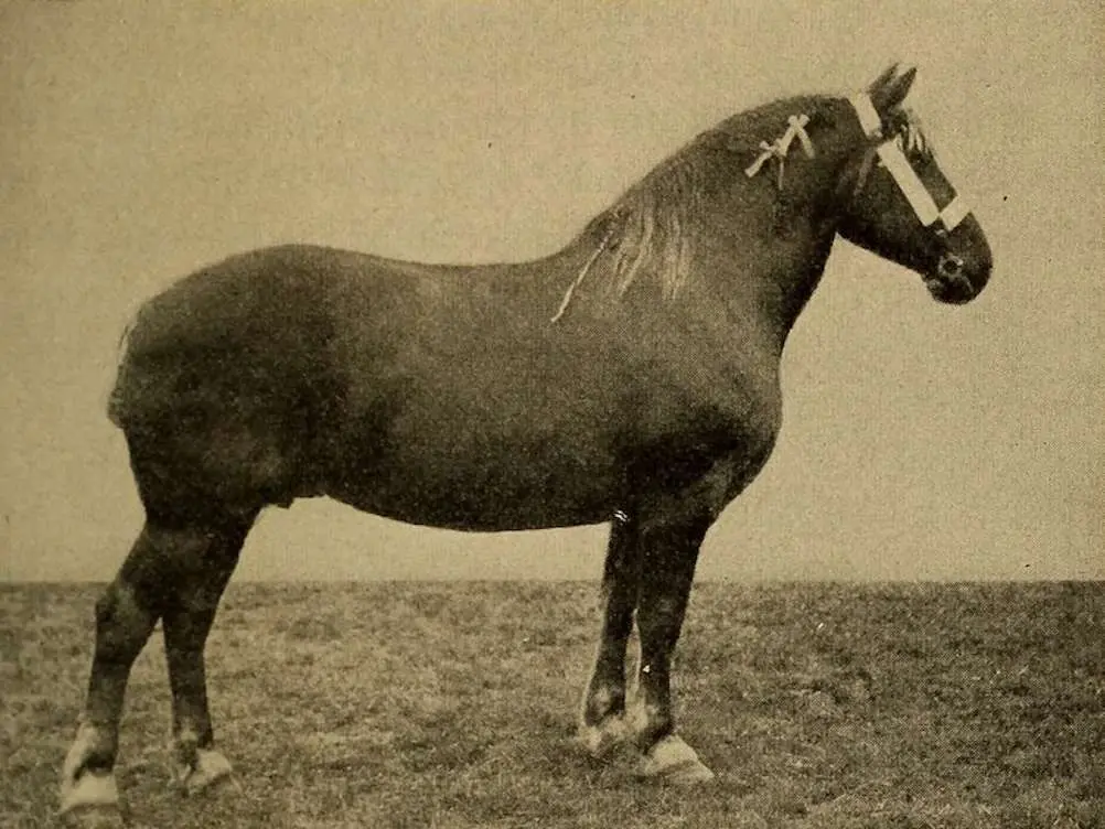 Suffolk Punch Horse