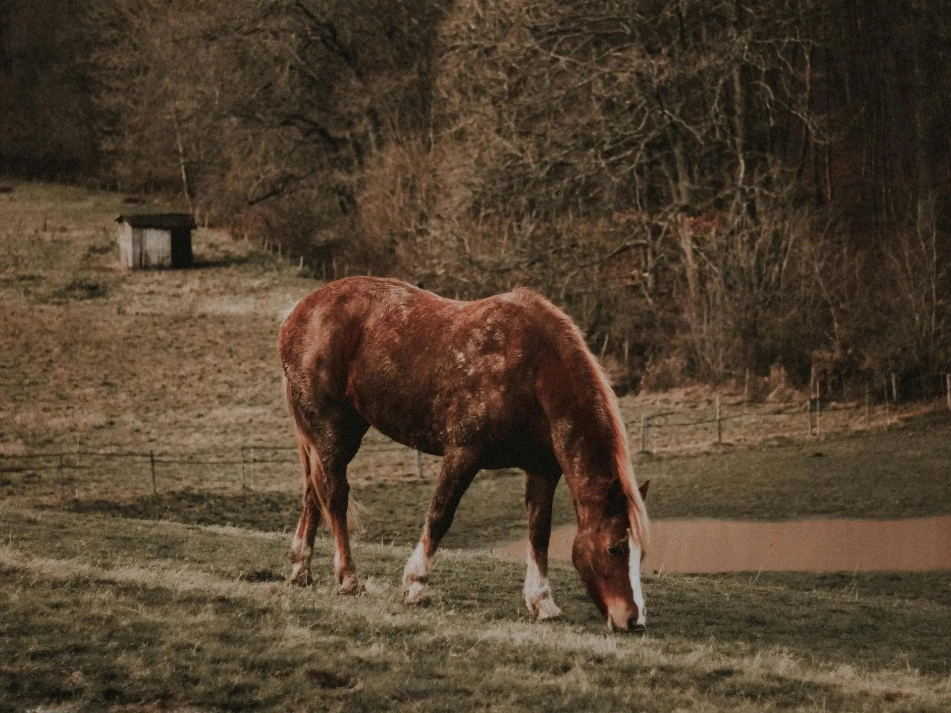 Suffolk Punch Horse