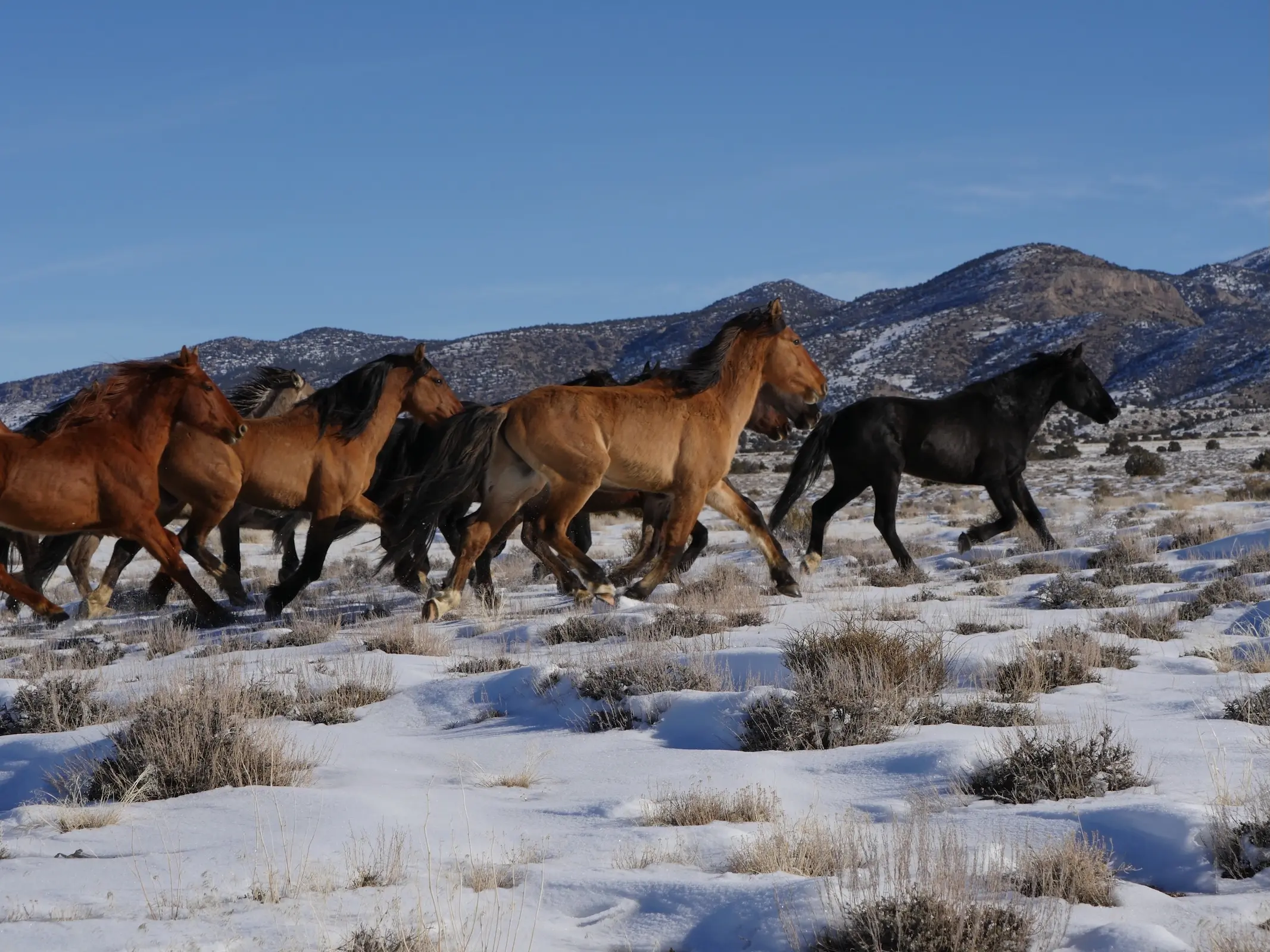 Sulpher Springs Mustang Horse