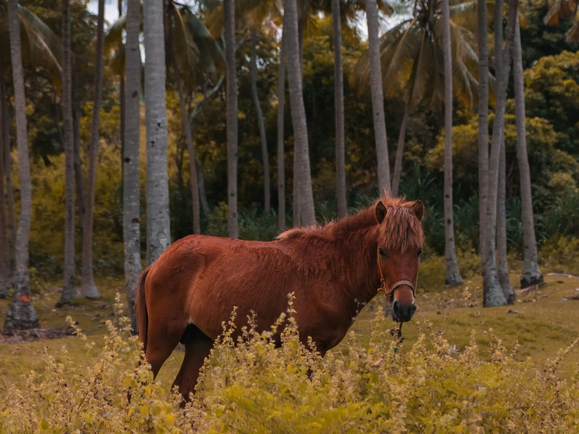 sumba Pony