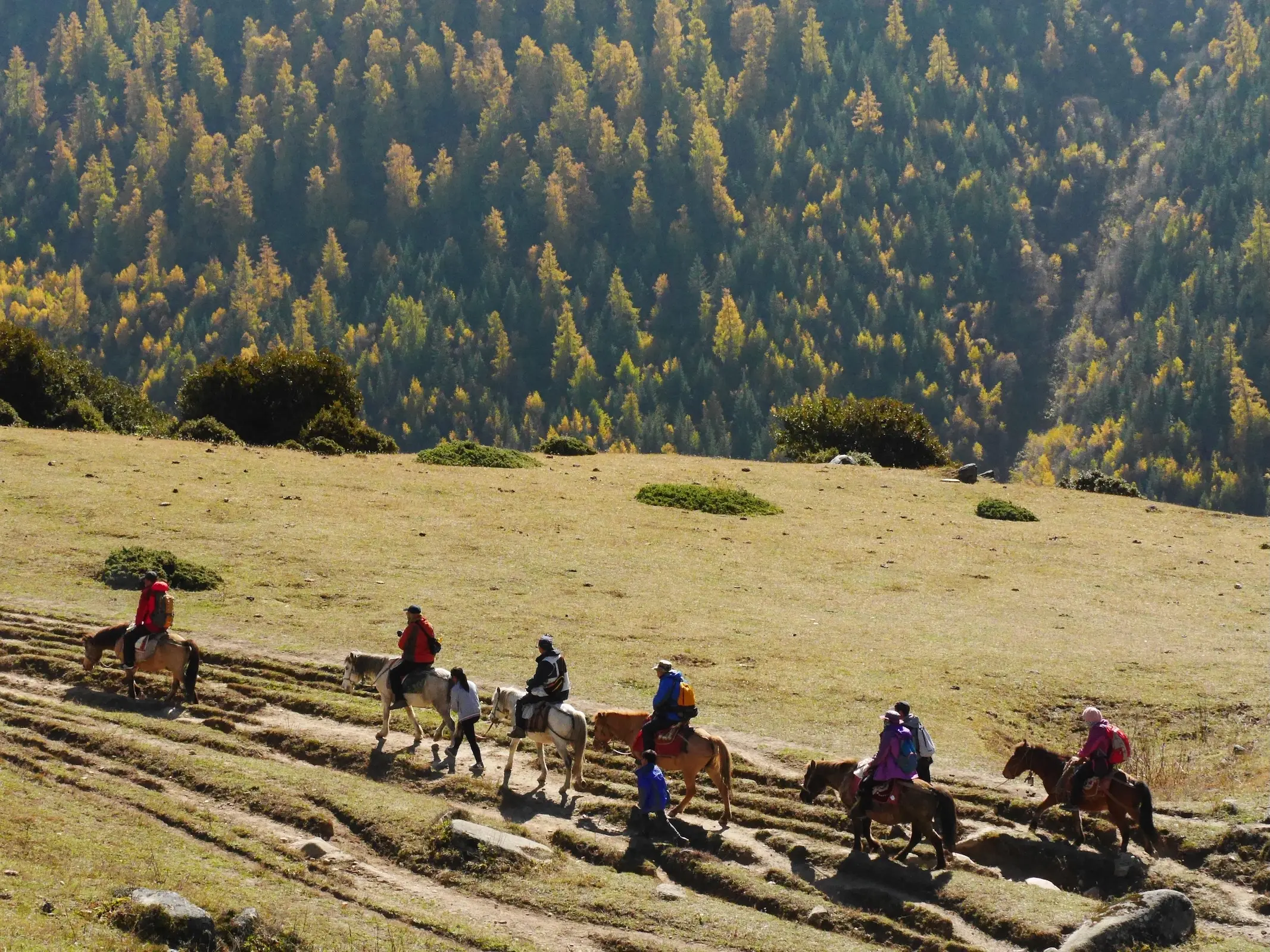 Suoke Horse