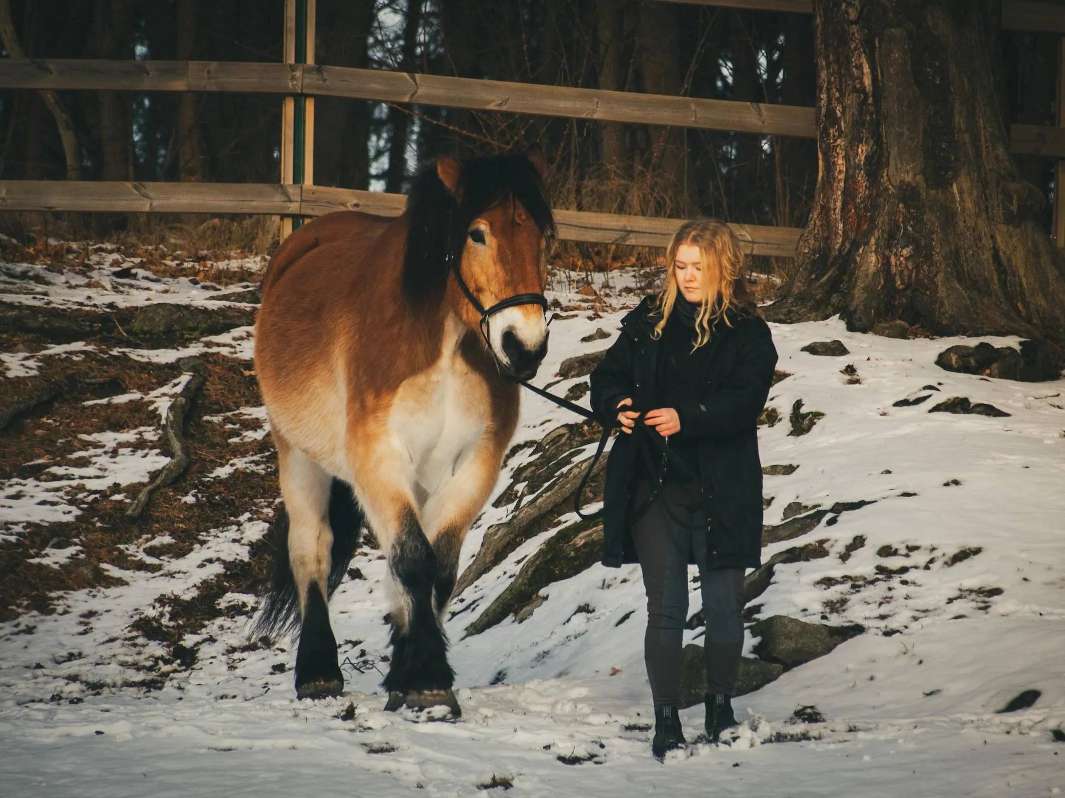 Swedish Ardennes Horse