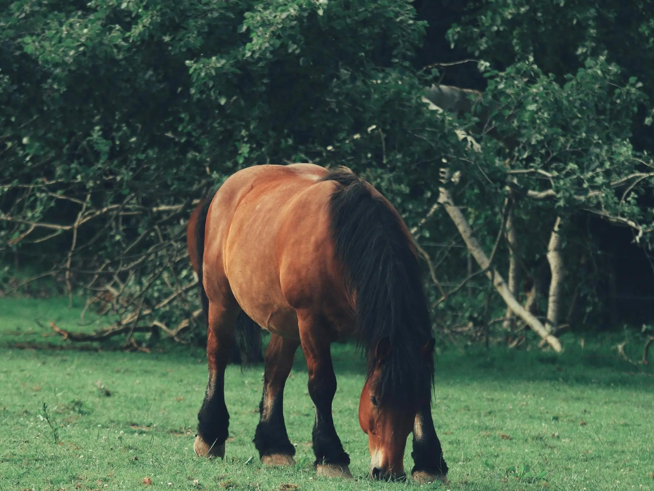 Swedish Ardennes Horse