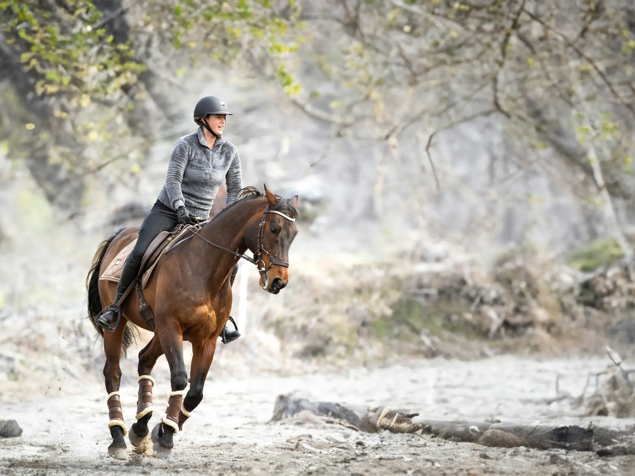 Swedish Warmblood