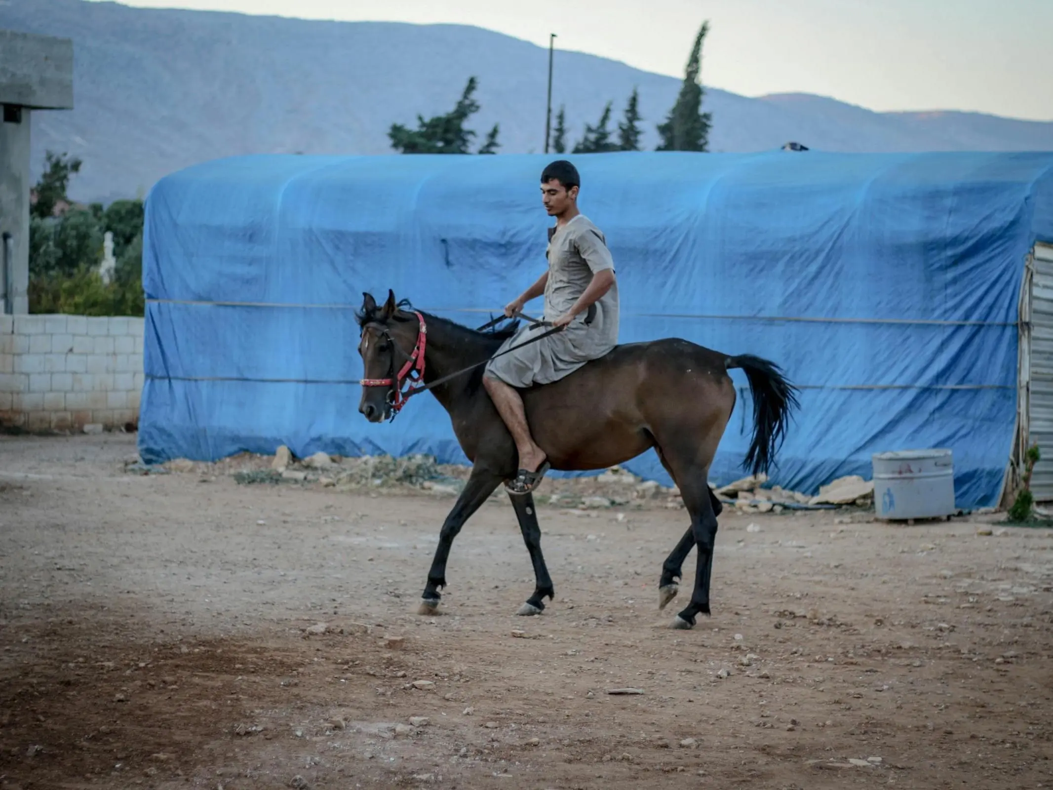 Syrian Arabian Horse