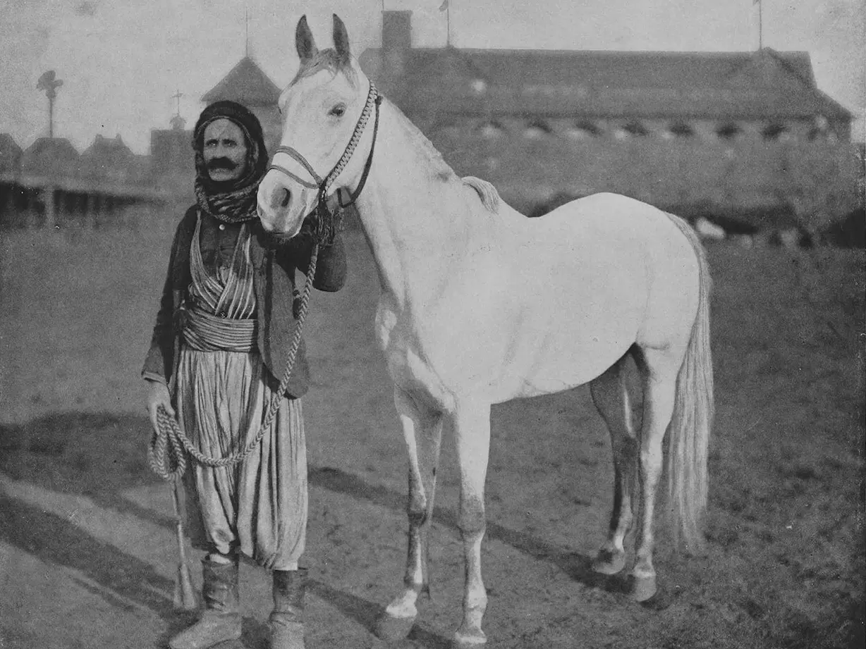 Syrian Arabian Horse