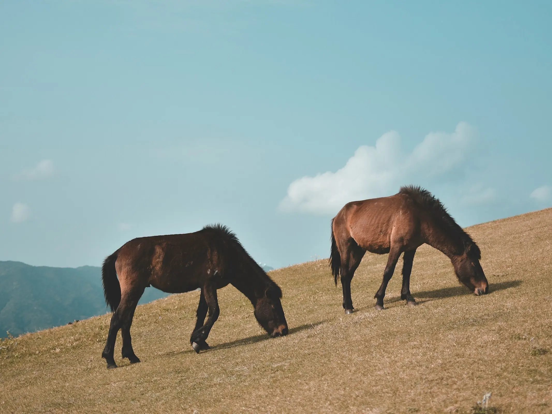 Taishu Horse