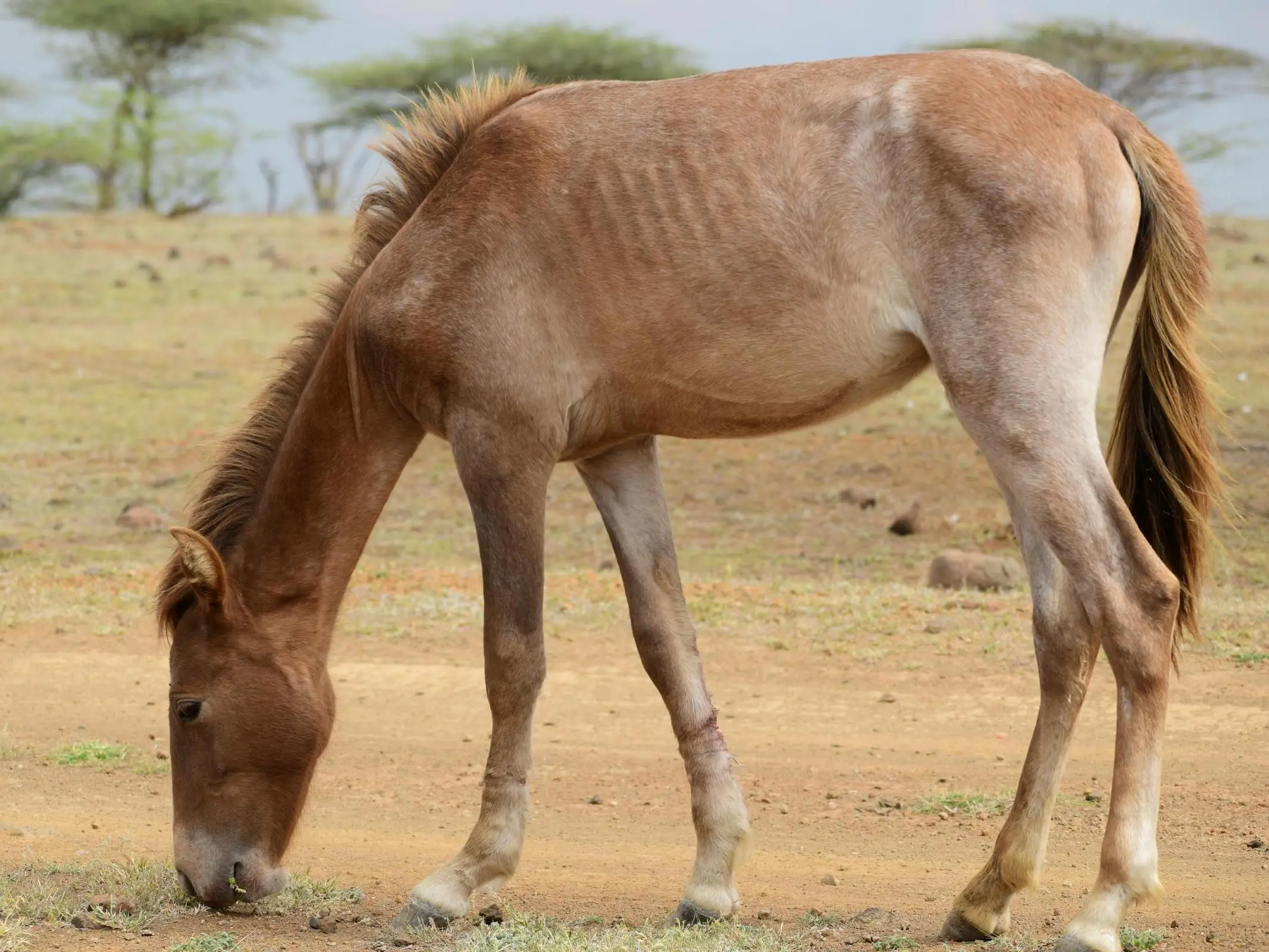 Tanzanian Horse