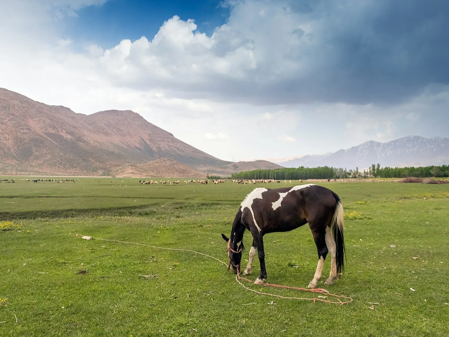 Tchenarani Horse 