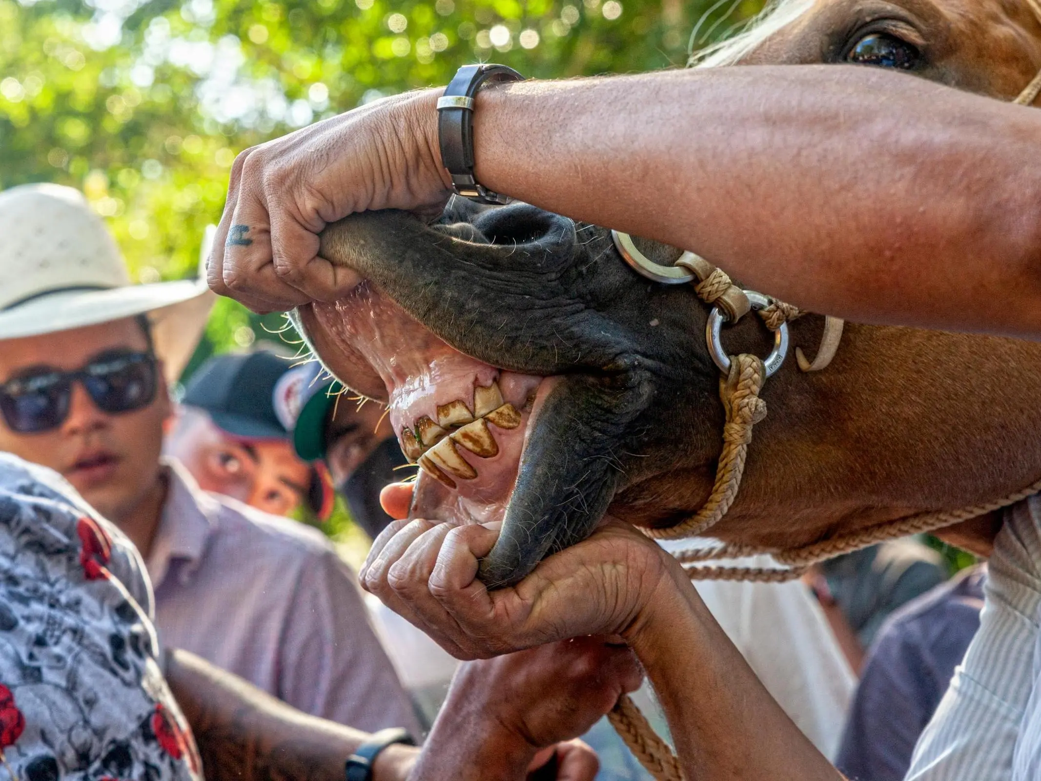 Vet looking at a horse's teeth