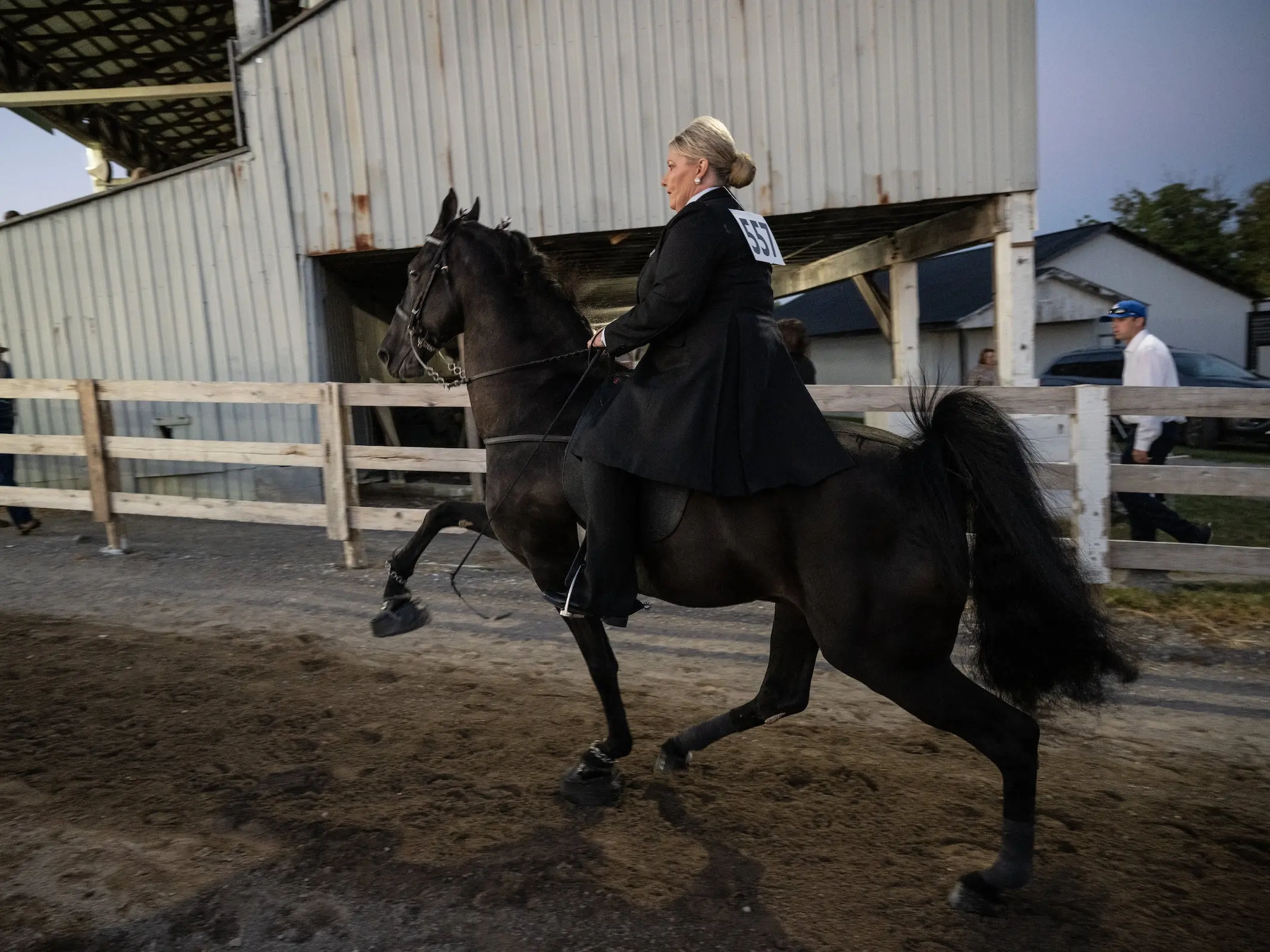 Tennessee Walking Horse