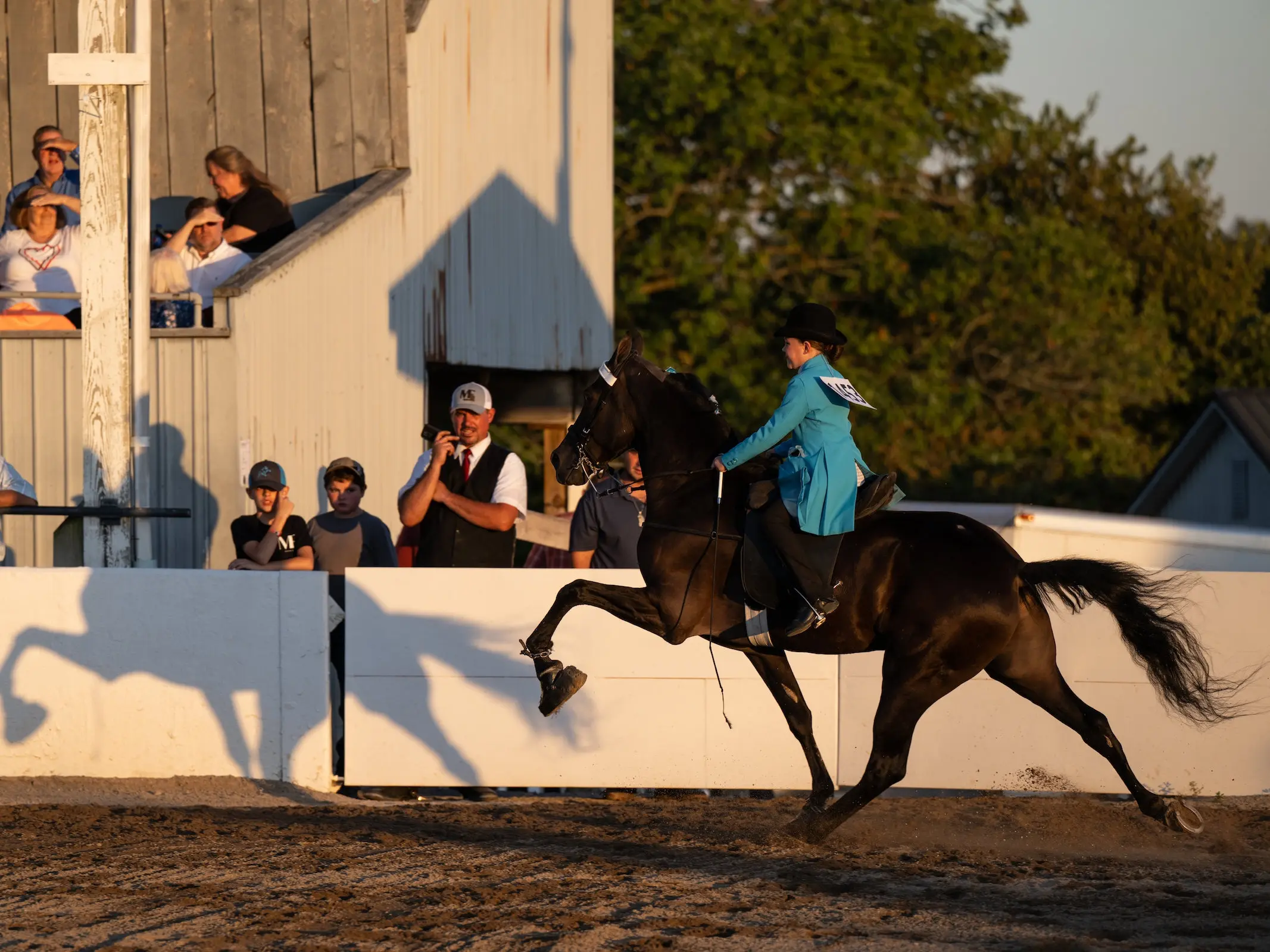 Tennessee Walking Horse