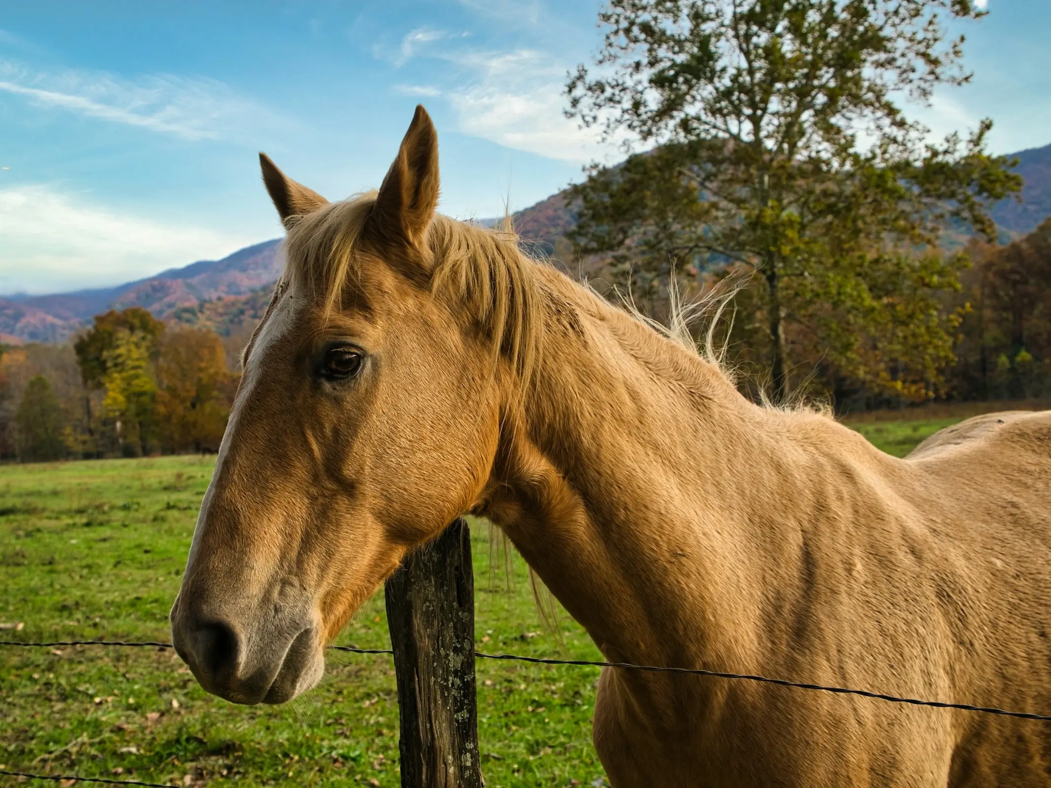 Tennessee Walking Horse