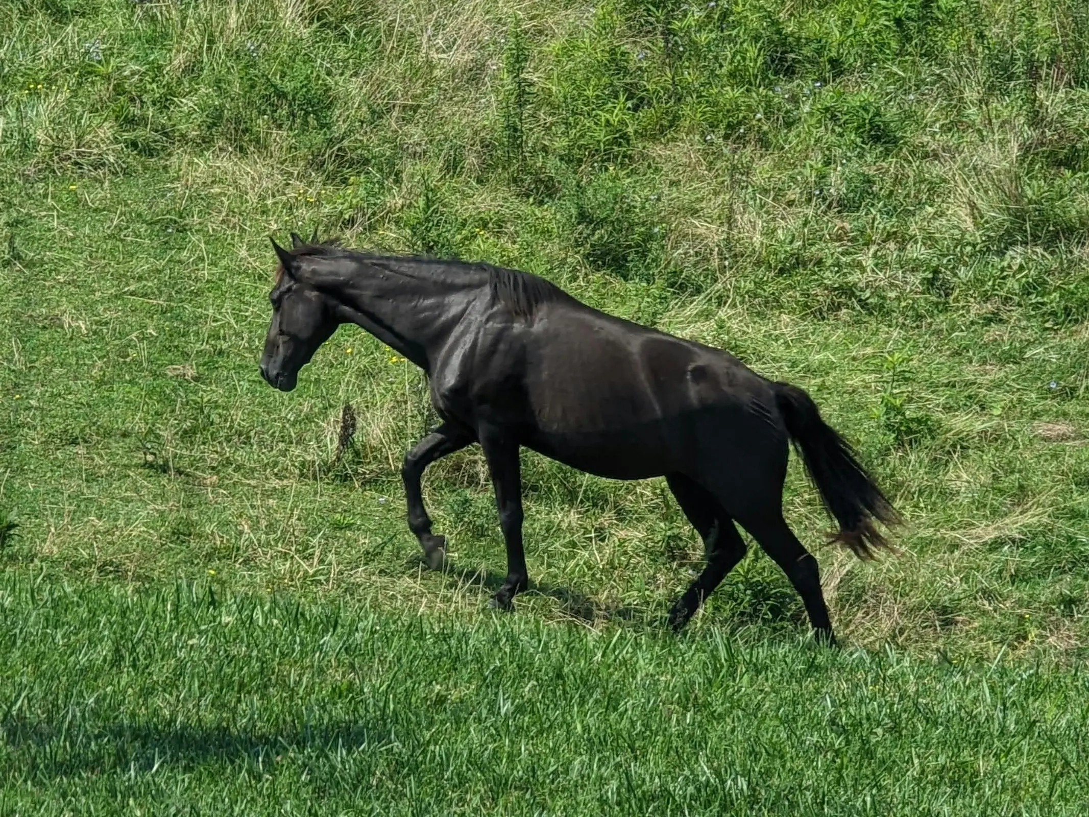 Tennessee Walking Horse