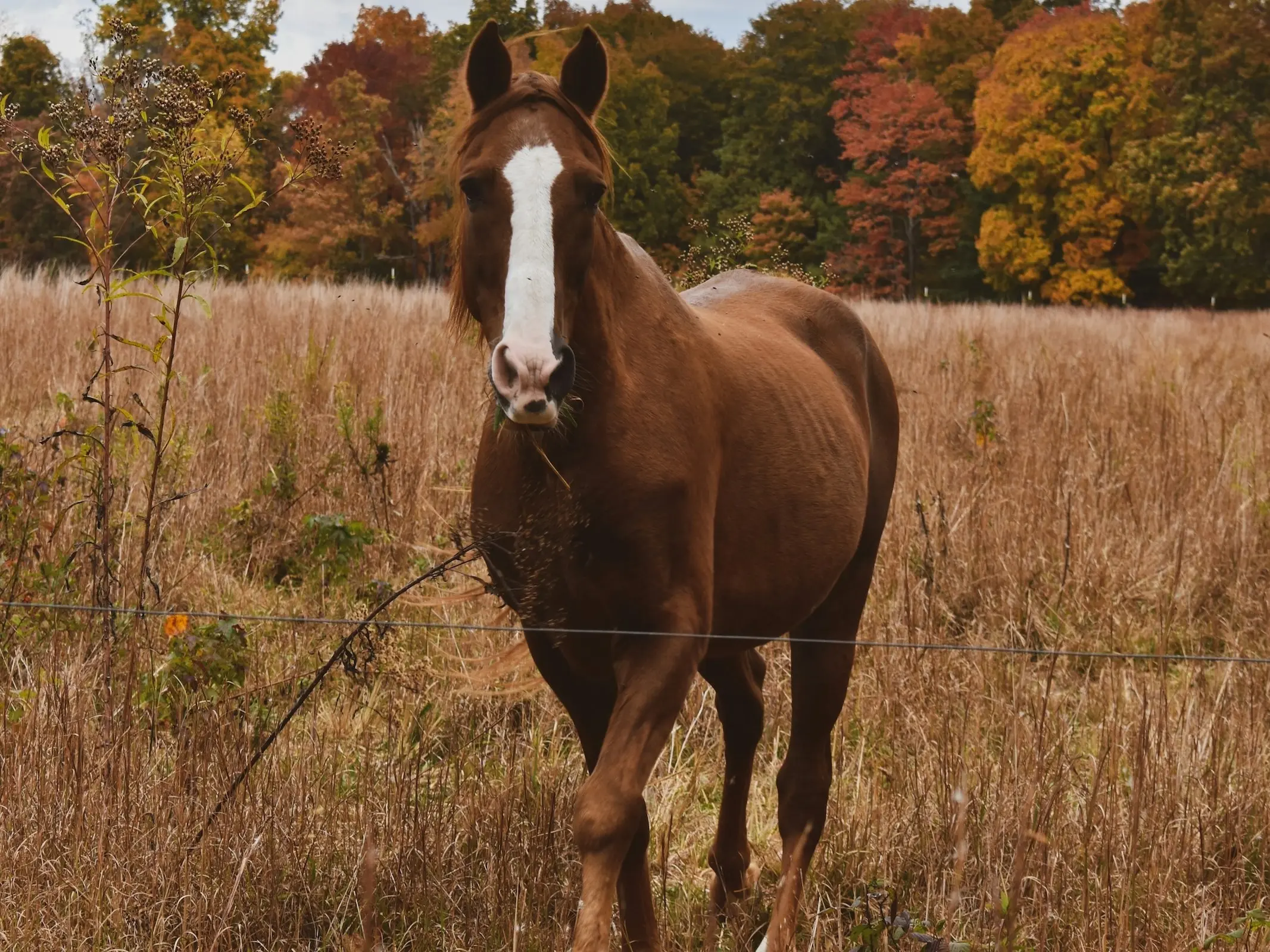 Tennessee Walking Horse