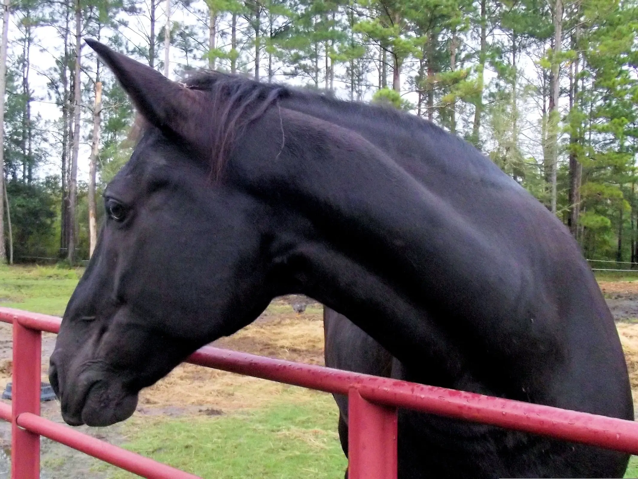 Tennessee Walking Horse