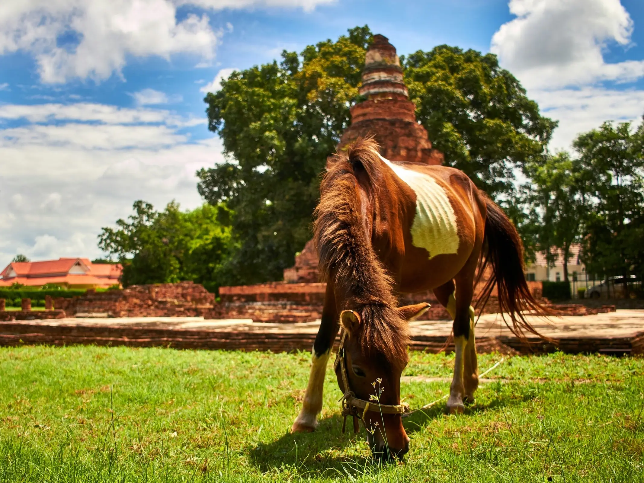 Thai Pony