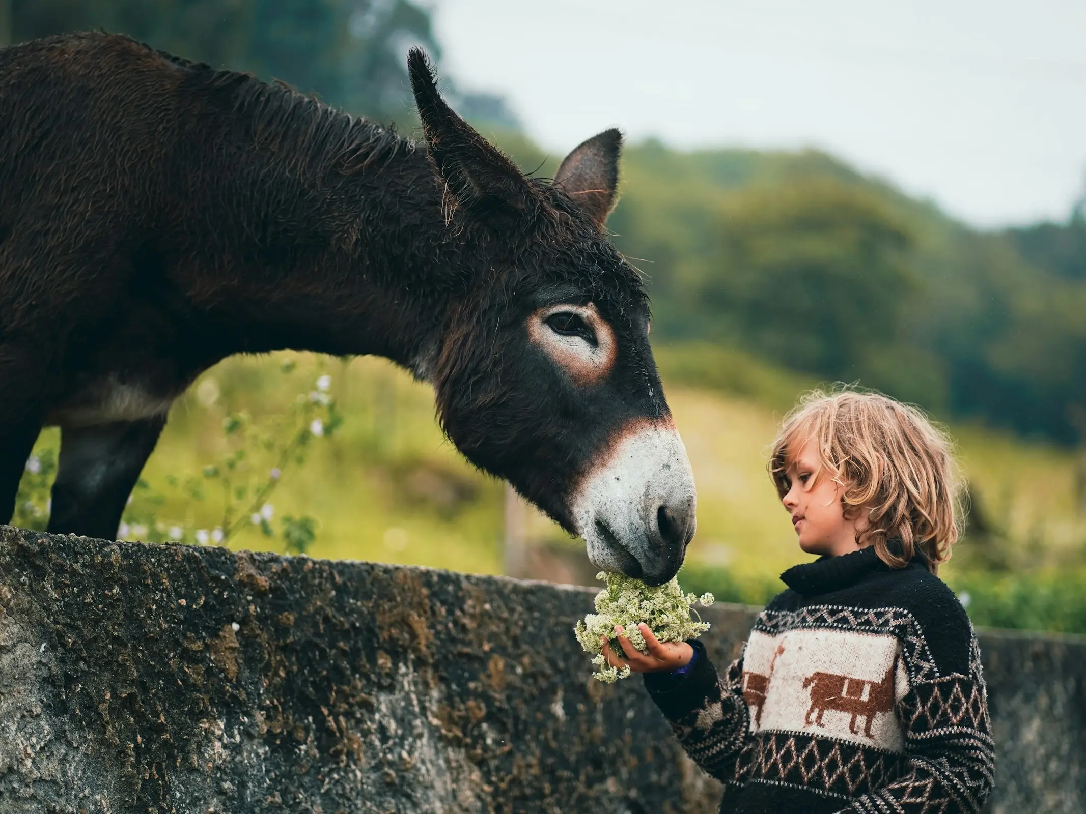 A young boy feeding a donkey