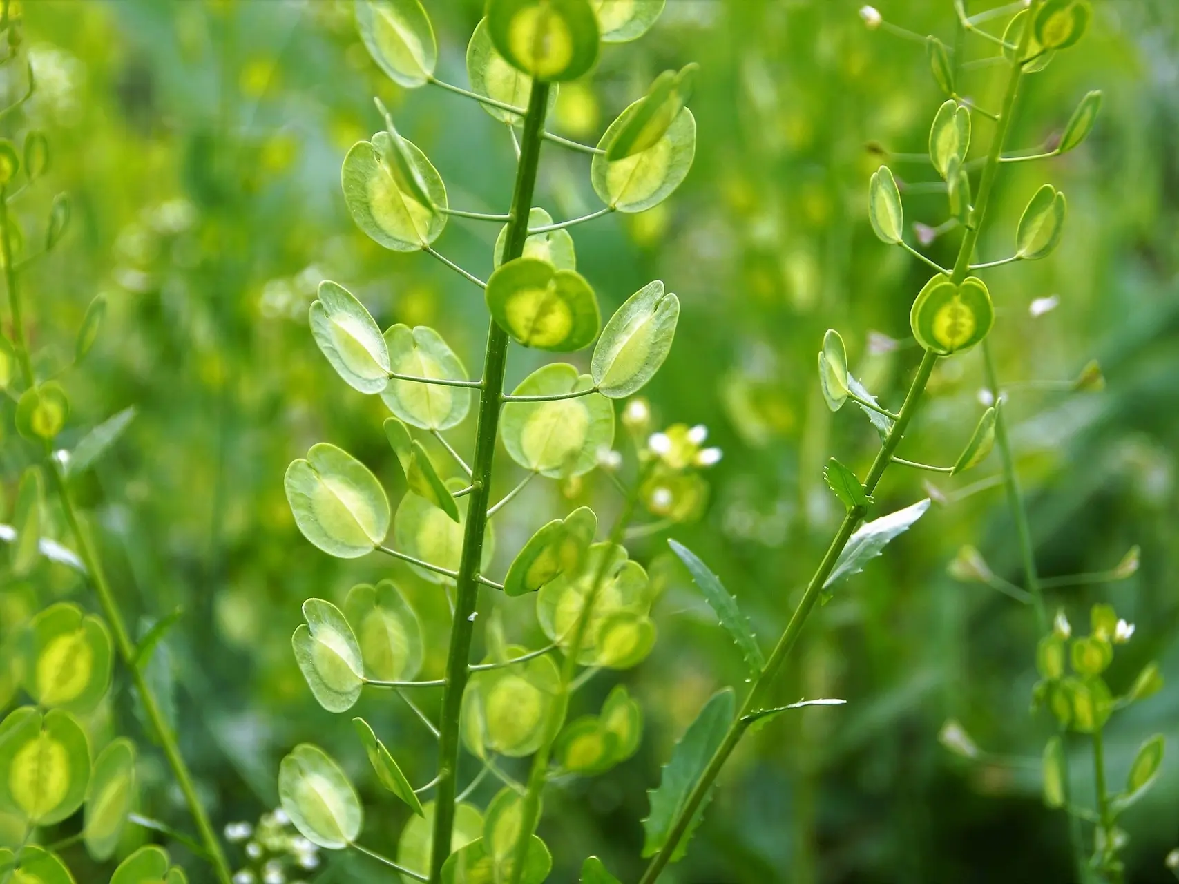 Field Pennycress