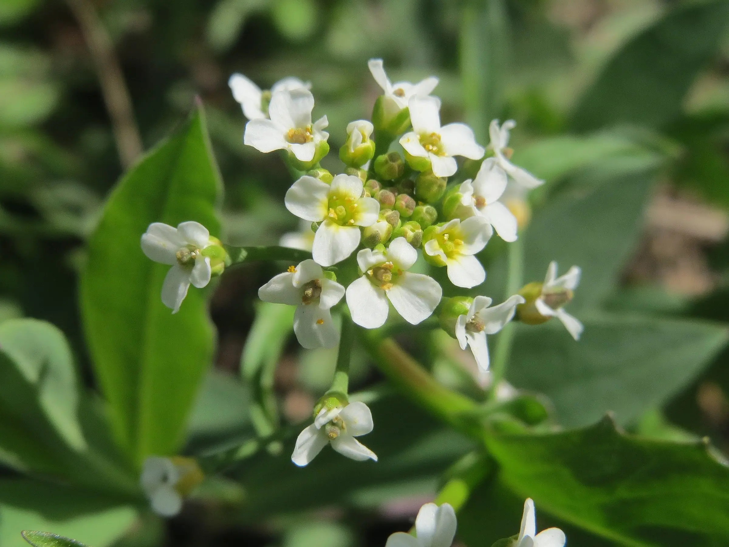 Field Pennycress