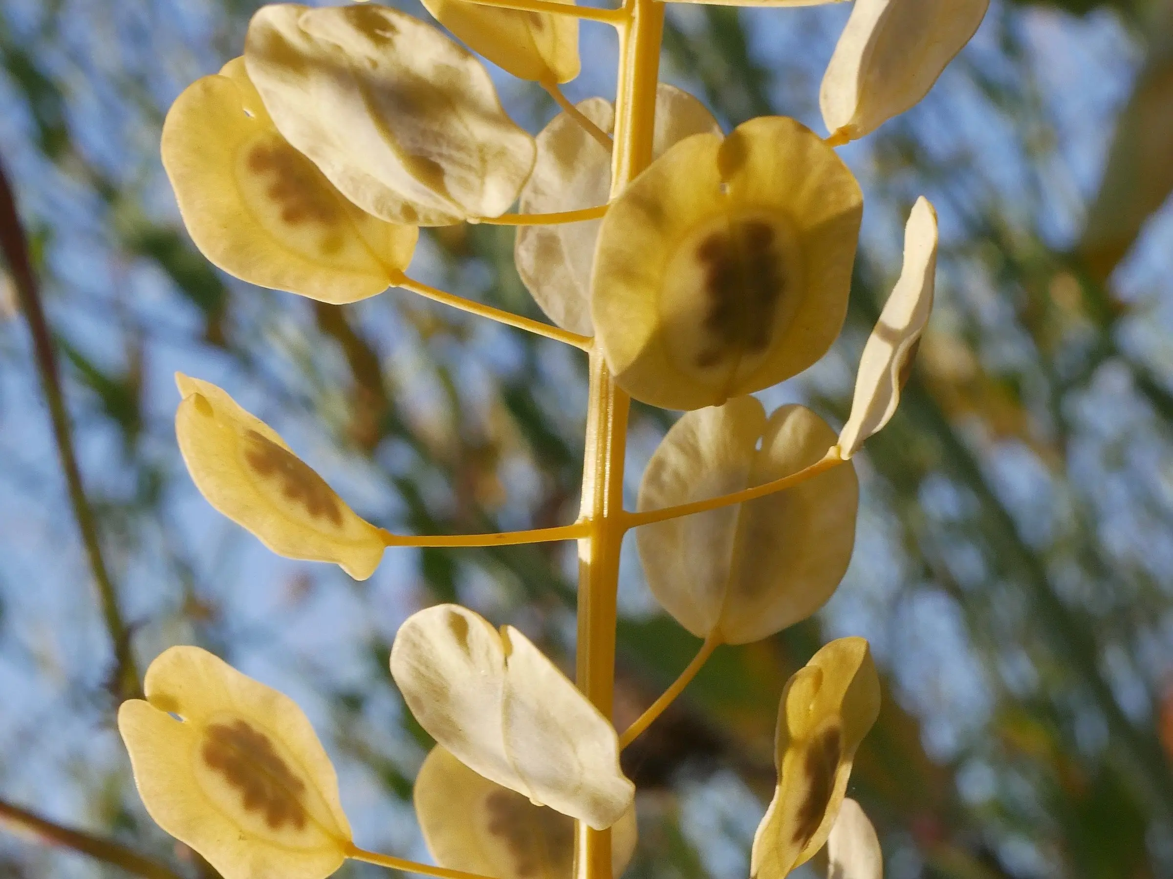 Field Pennycress