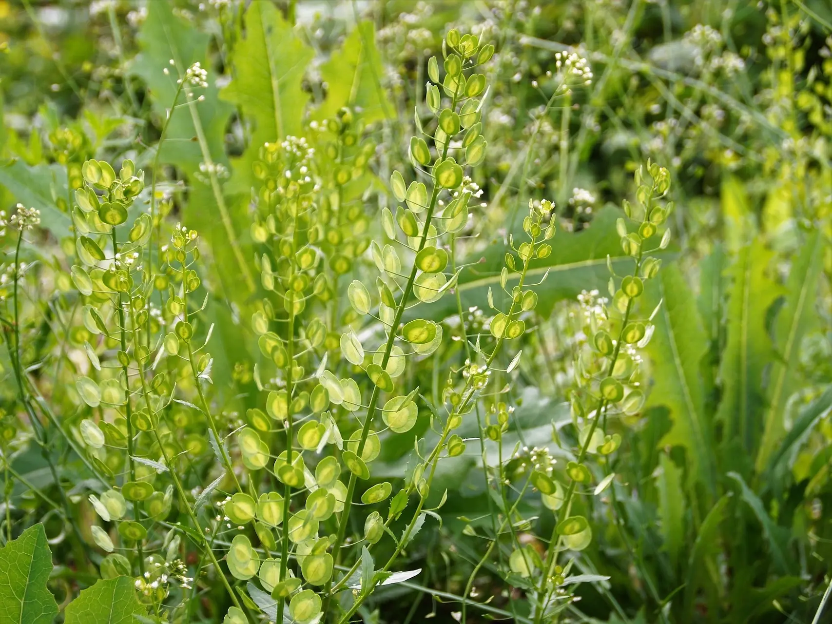 Field Pennycress