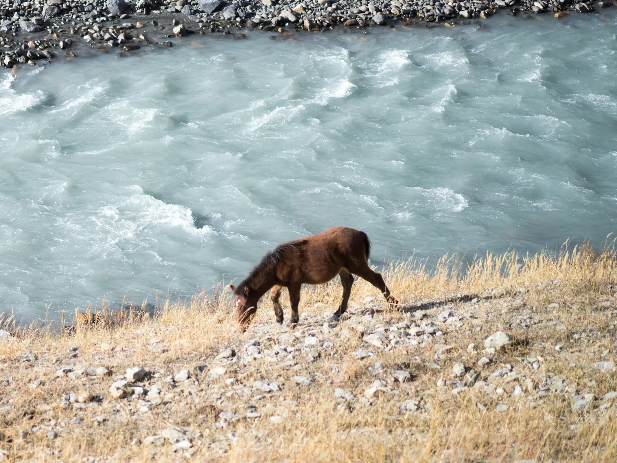 Tibetan Pony