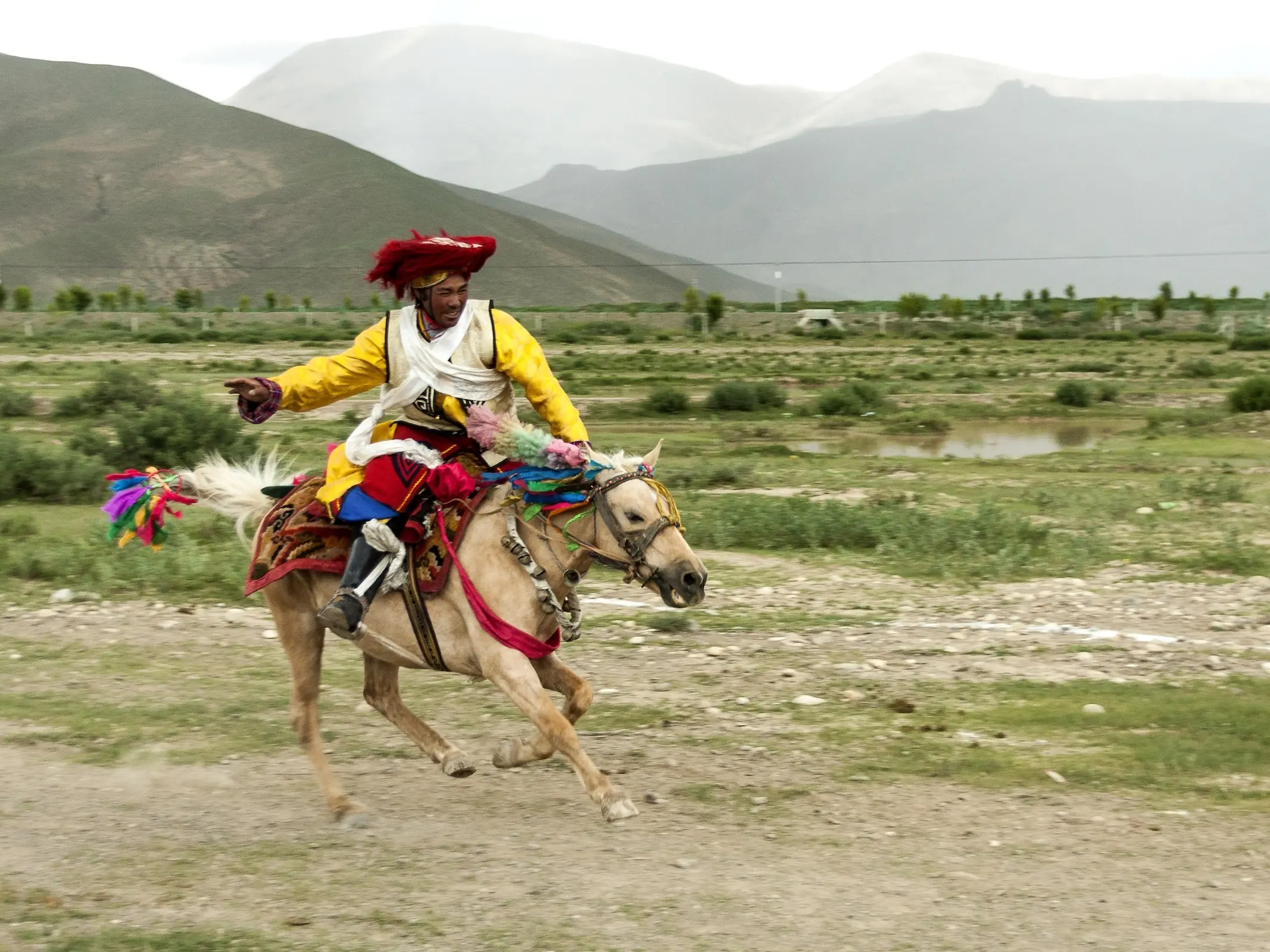 Tibetan Pony