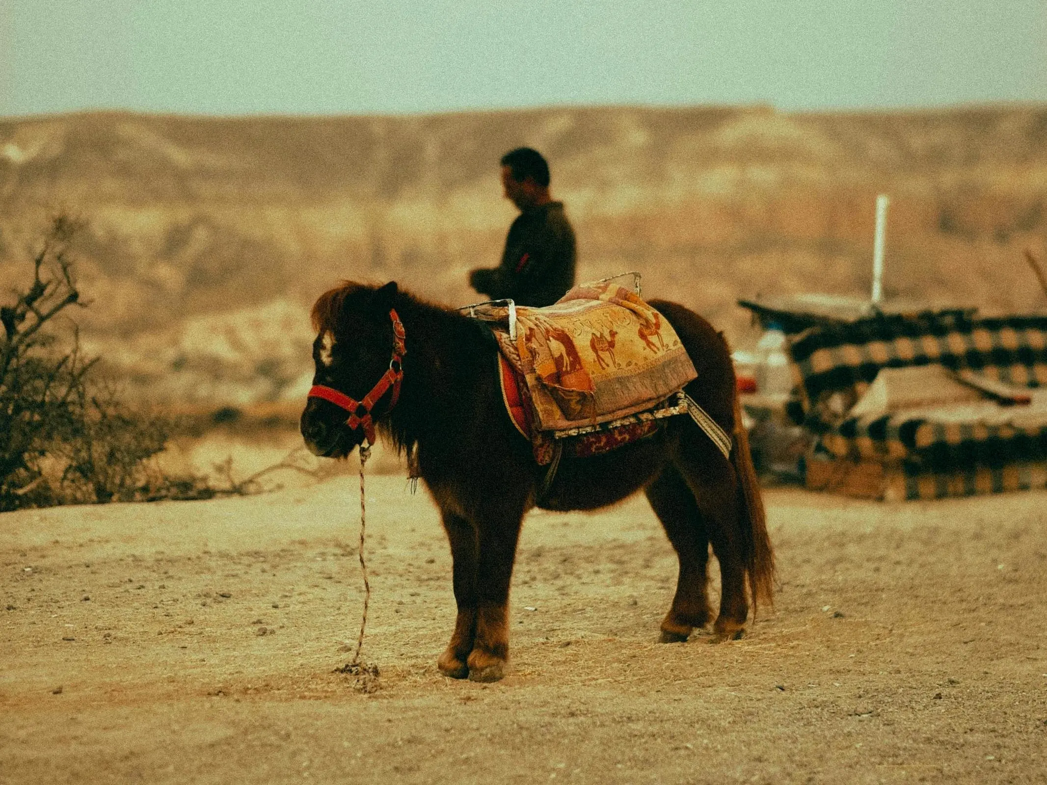 Tibetan Pony