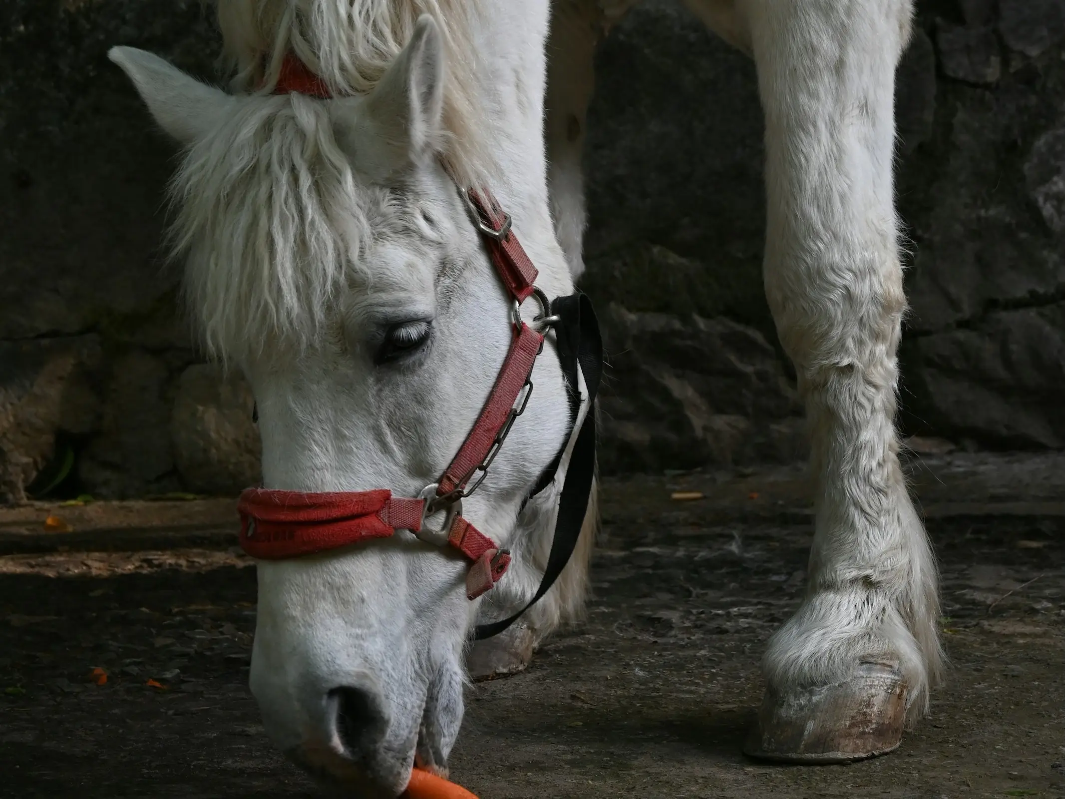 Tieling Draught Horse