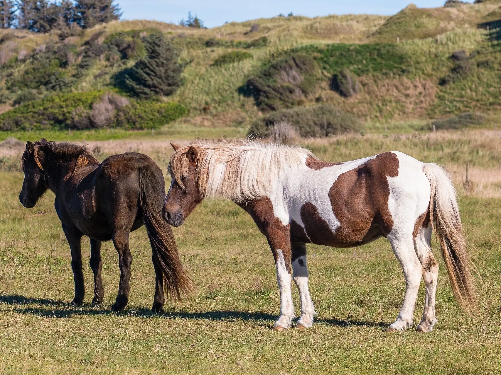 Tobiano pinto standing in a field