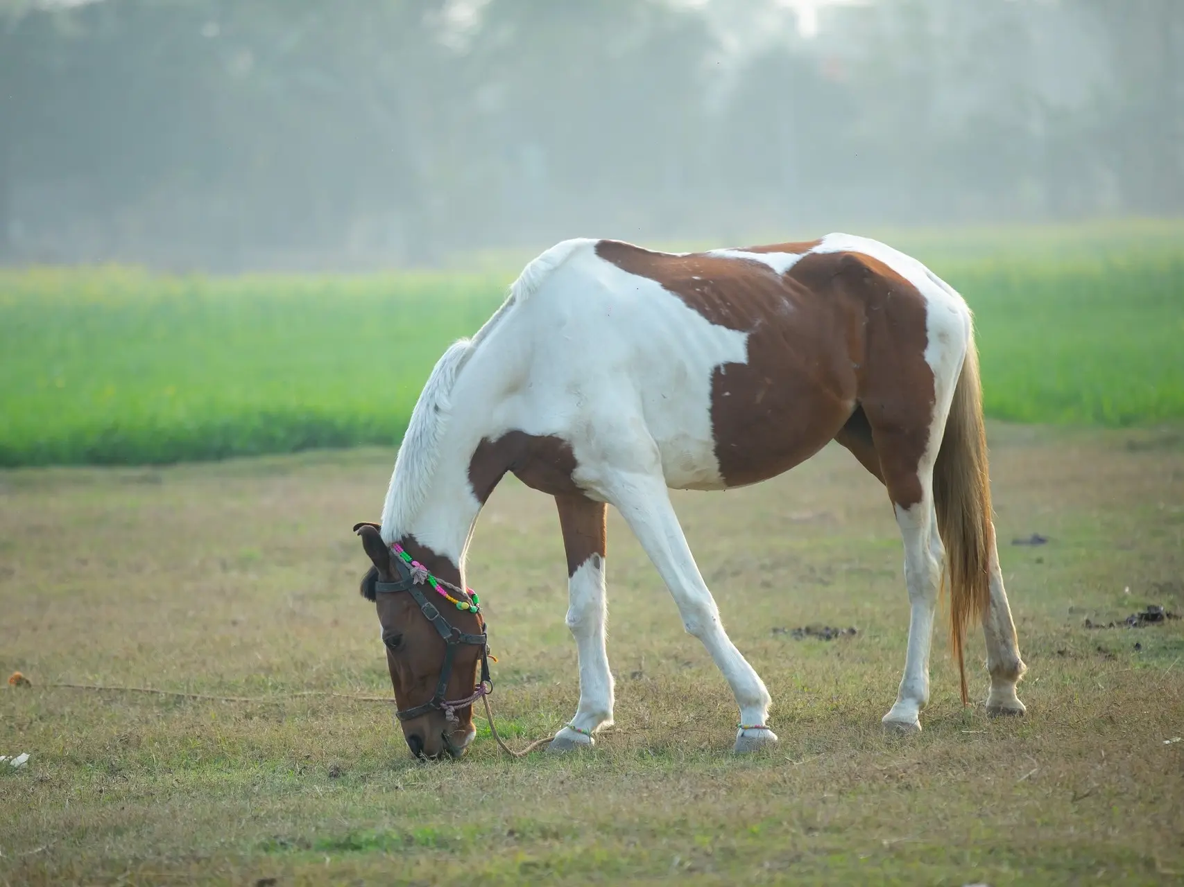 Tobiano pinto horse