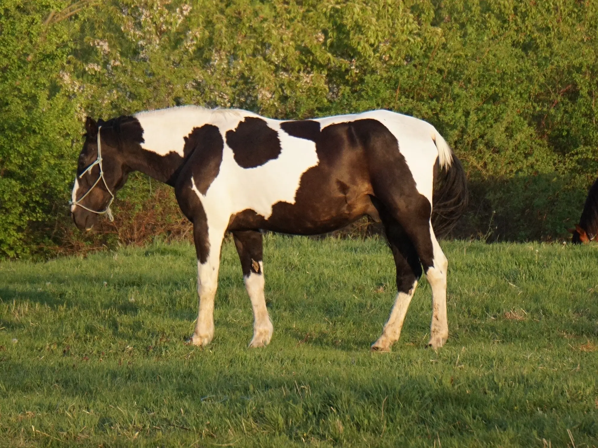 Tobiano pinto horse