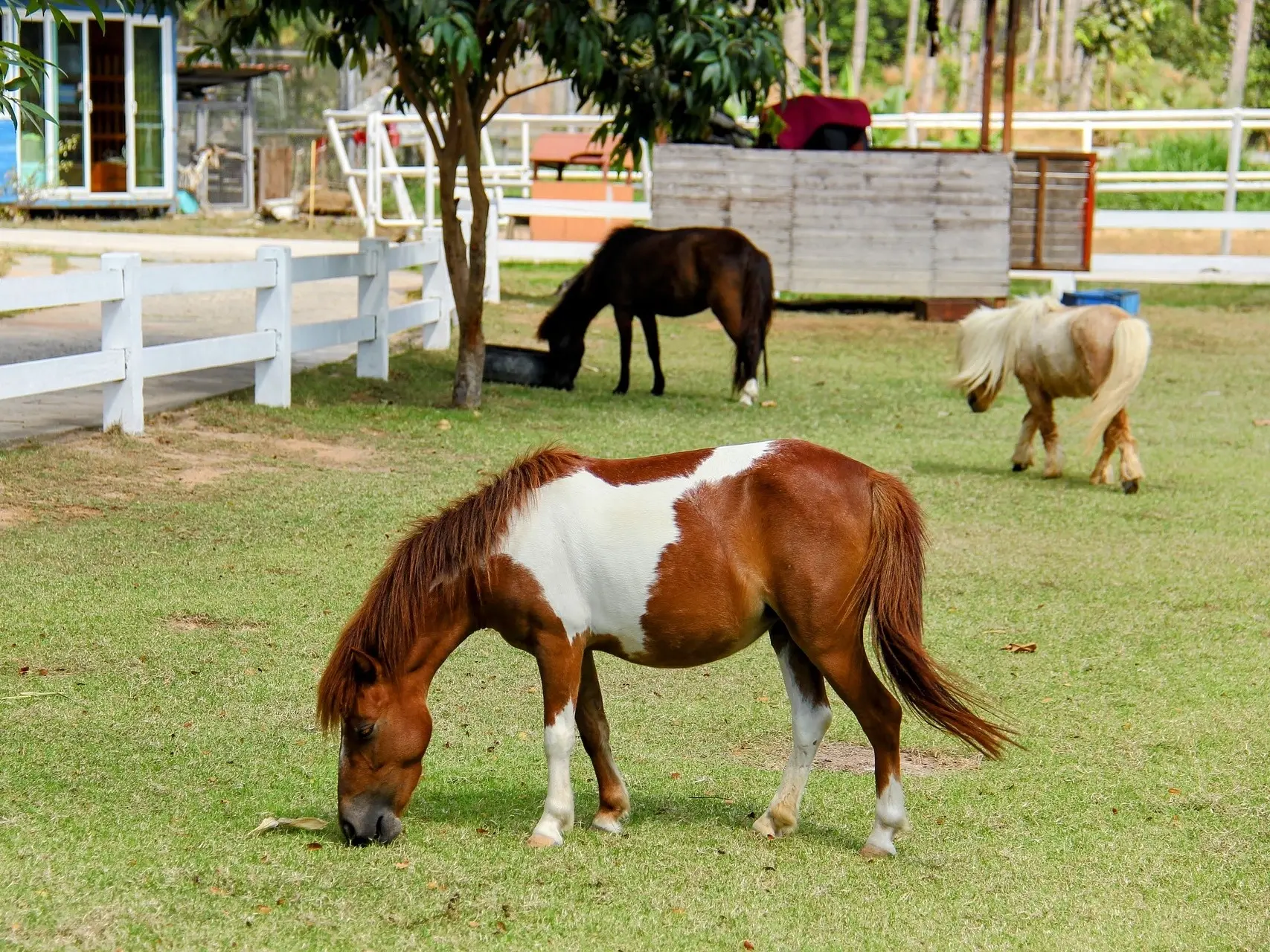 Tobiano pinto horse